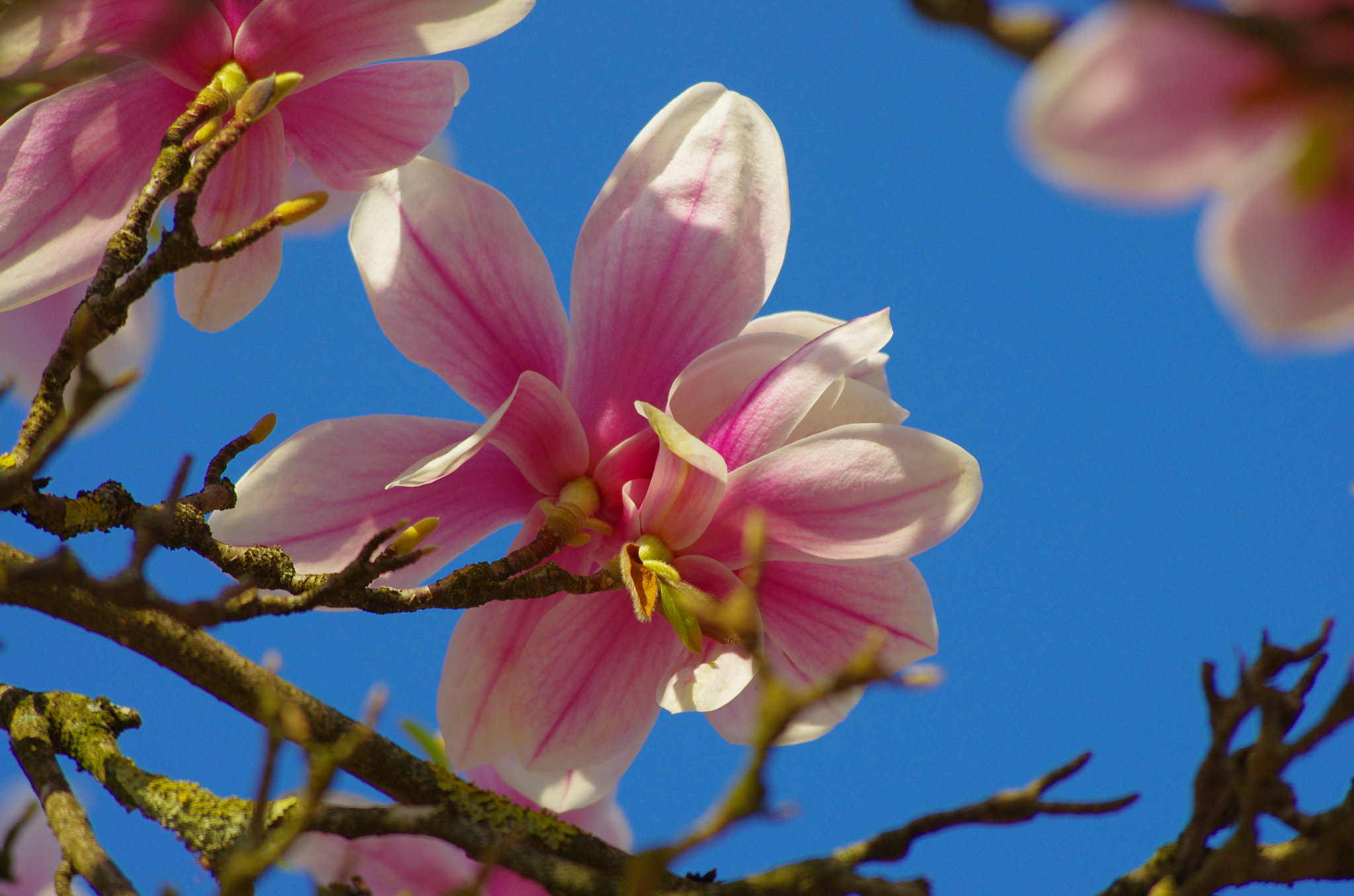smc PENTAX-DA L 55-300mm F4-5.8 ED sample photo. Magnificent blossom of magnolia photography