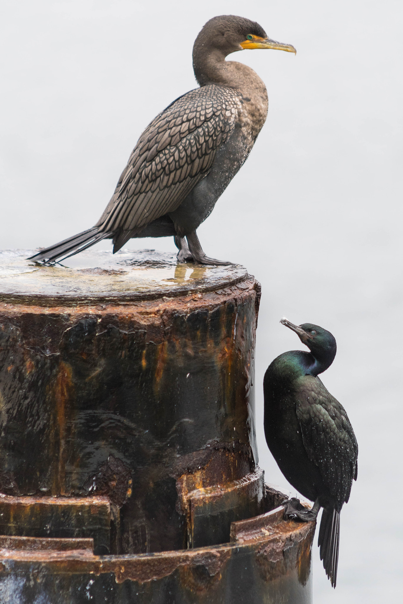 Sony a7R + 70-200mm F2.8 sample photo. Birds on a piling photography
