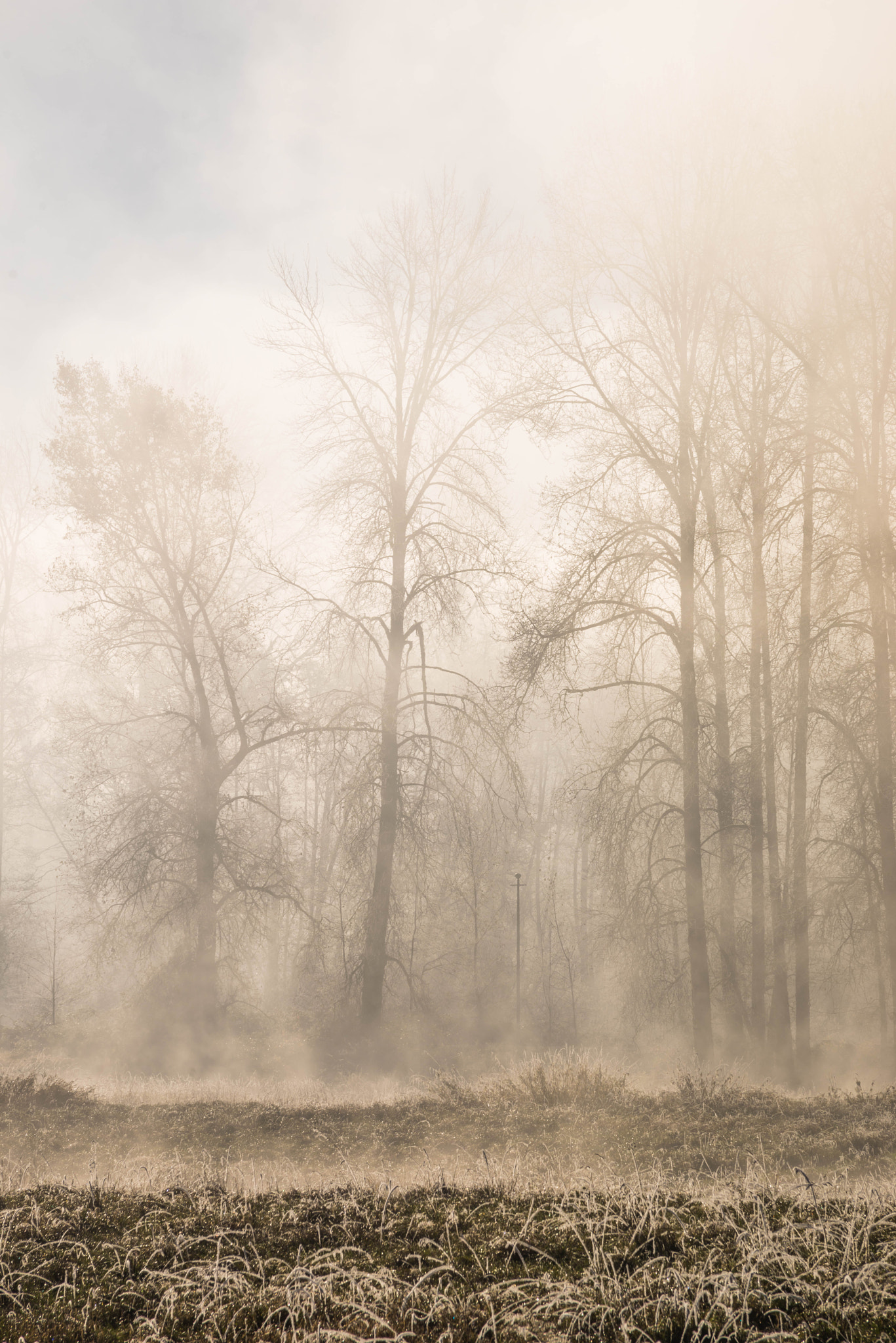 Sony a7R + 70-200mm F2.8 sample photo. Fog burns off photography