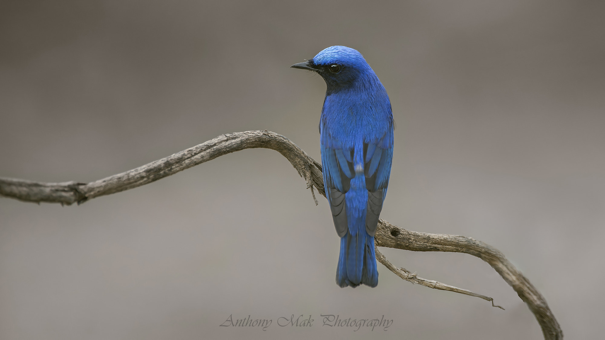 Nikon AF-S Nikkor 600mm F4D ED-IF II sample photo. Blue and white flycatcher photography
