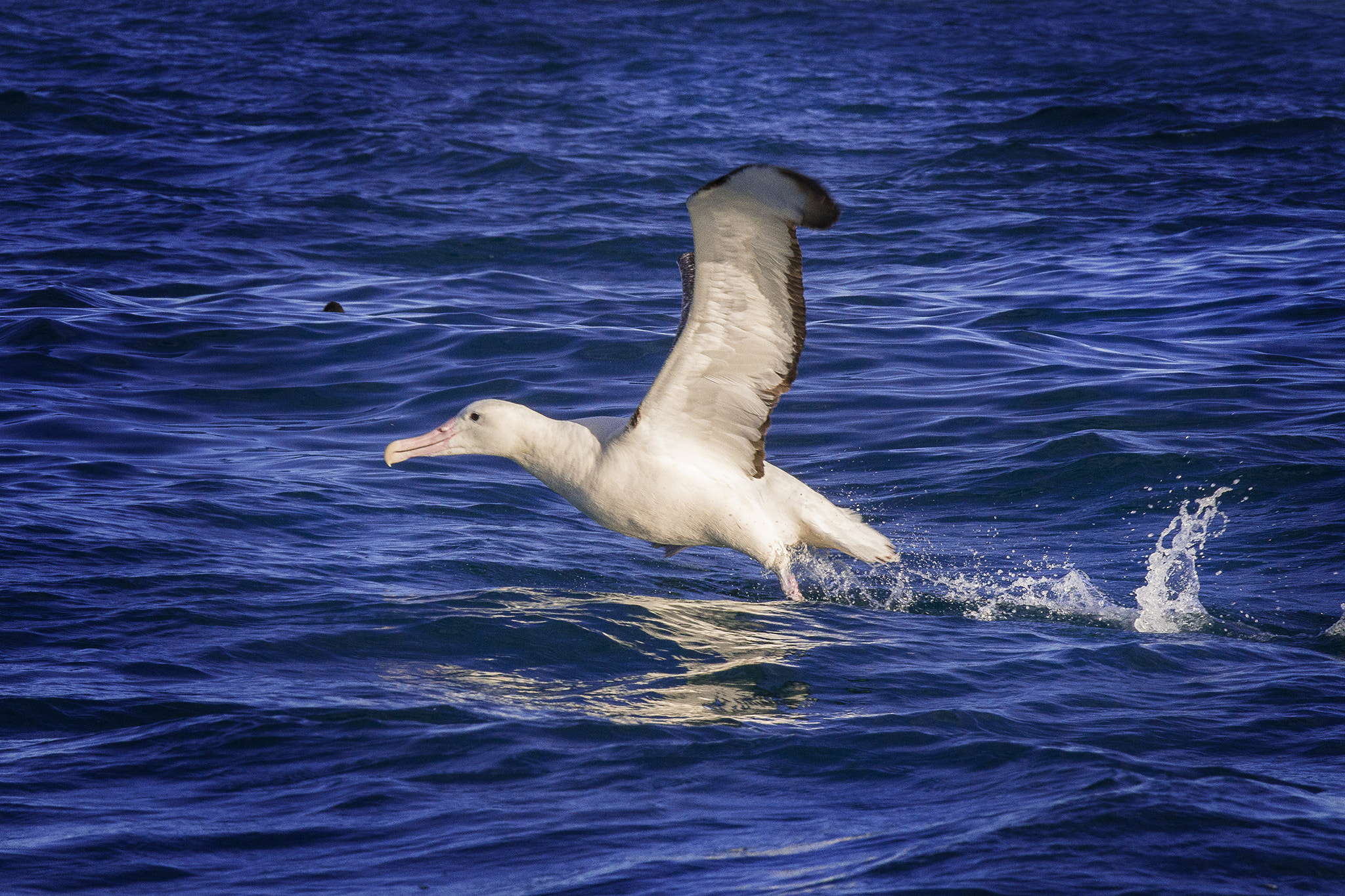 Canon EOS 650D (EOS Rebel T4i / EOS Kiss X6i) sample photo. The lone bird photography