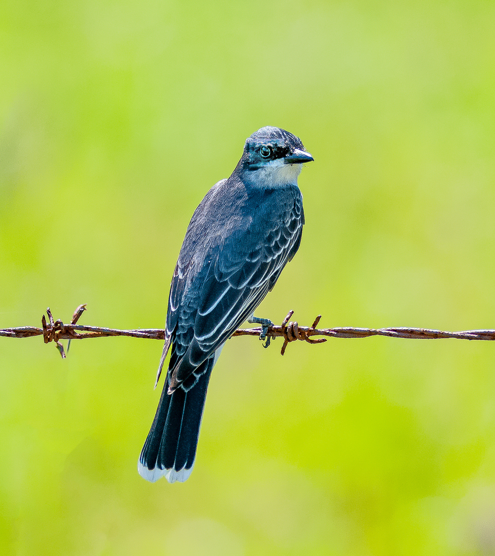 Nikon D300S + Nikon AF-S Nikkor 300mm F4D ED-IF sample photo. Eastern kingbird photography