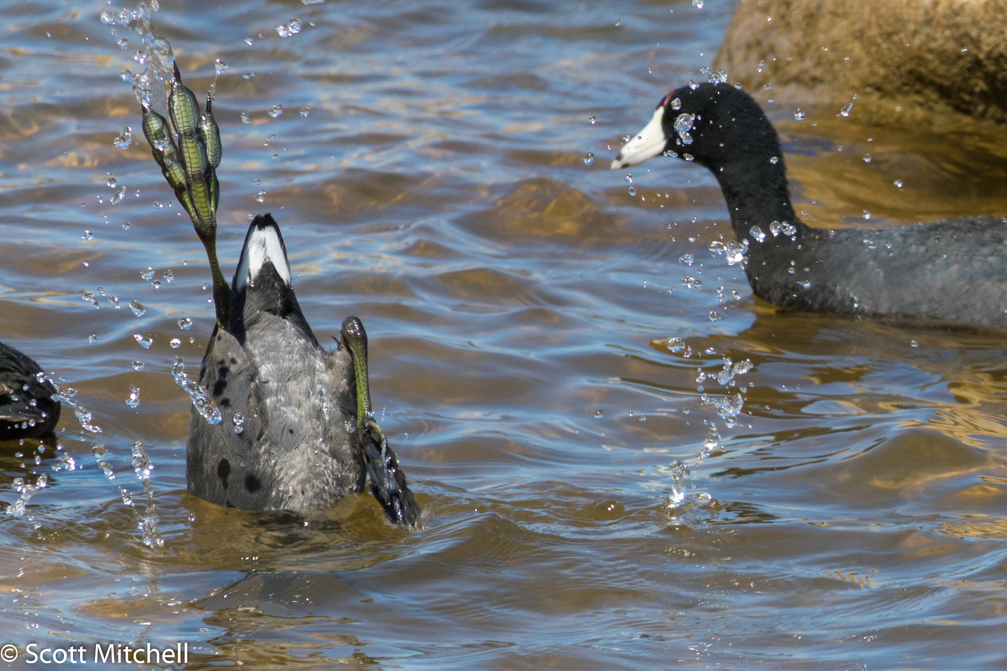 Canon EOS 760D (EOS Rebel T6s / EOS 8000D) sample photo. American coot diving photography