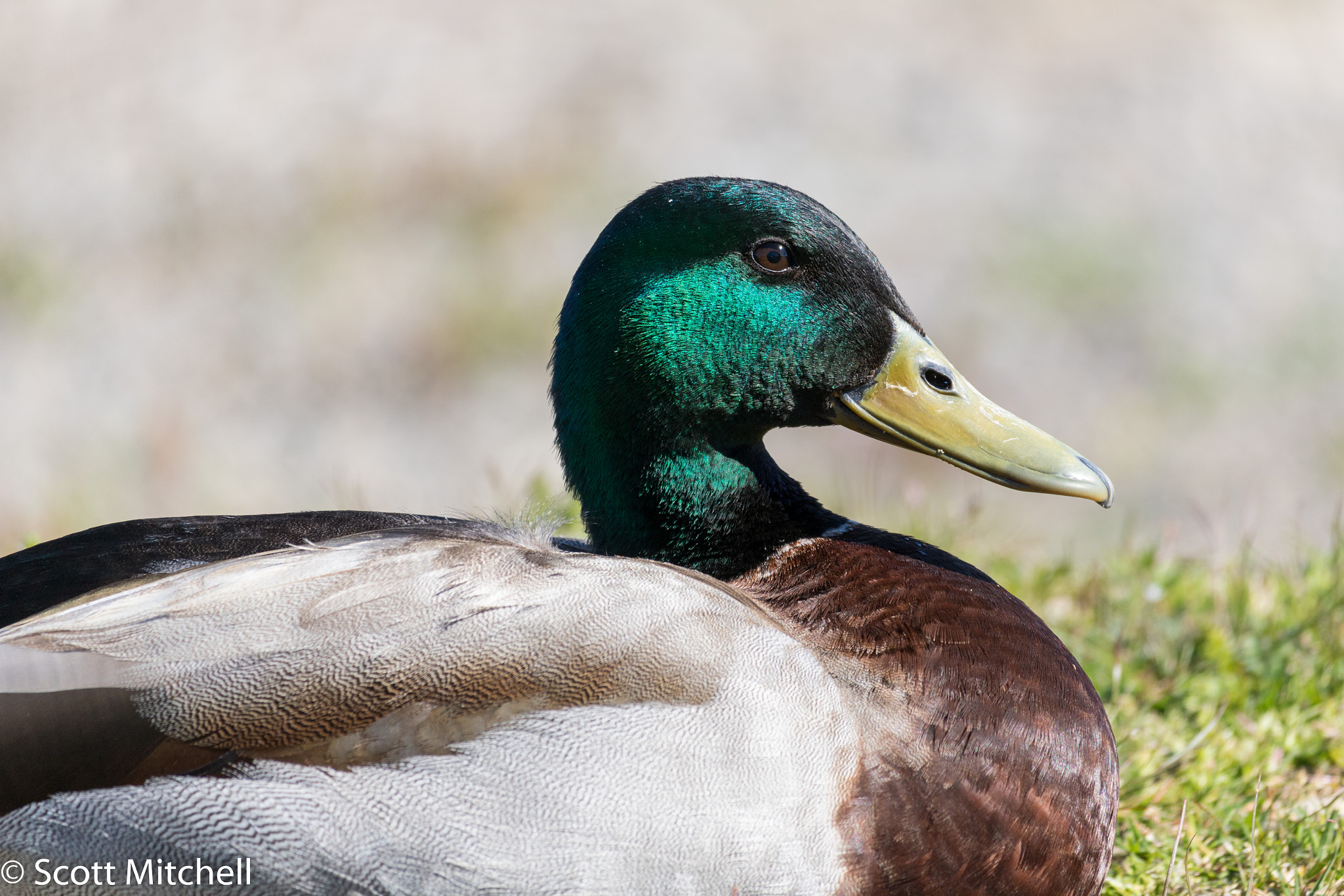 Canon EOS 760D (EOS Rebel T6s / EOS 8000D) sample photo. Mallard portrait photography