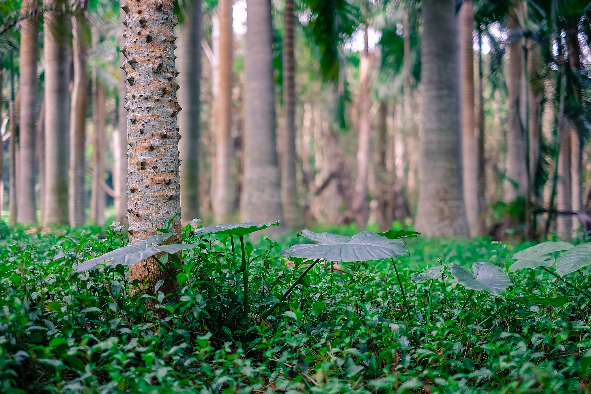 Fujifilm X-A1 + Fujifilm XF 35mm F1.4 R sample photo. Woods photography