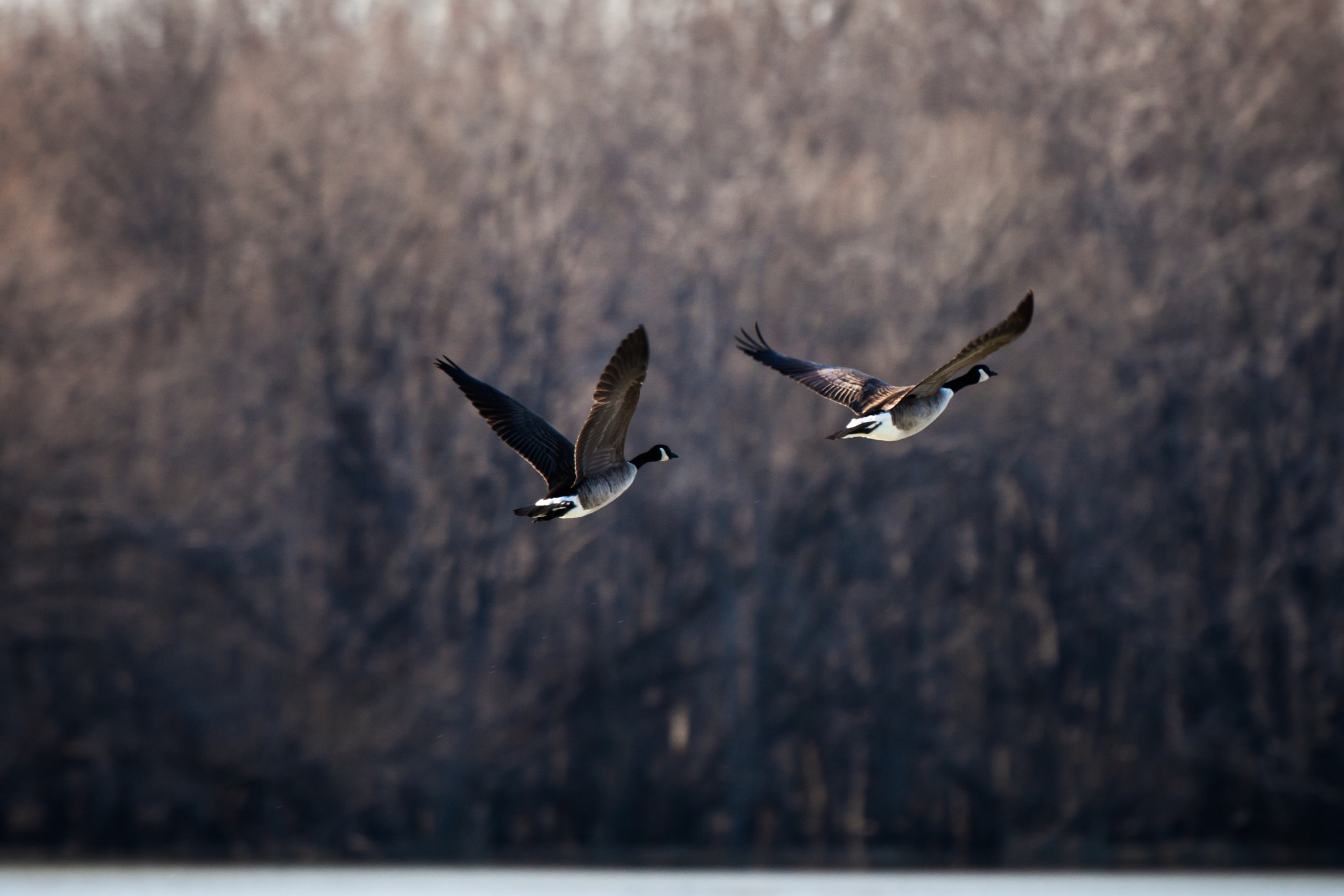 Canon EF 300mm F2.8L IS II USM sample photo. Ducks photography