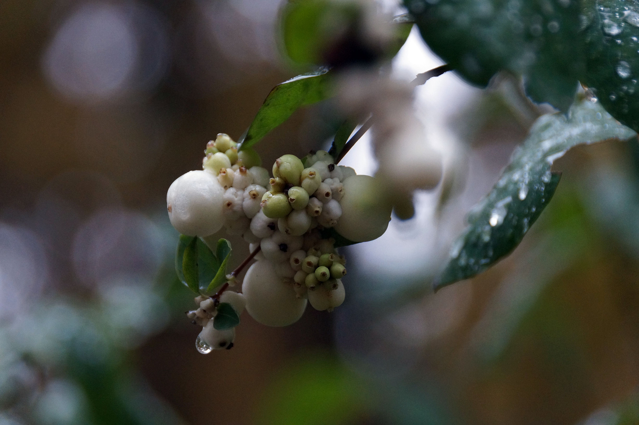 Sony SLT-A37 sample photo. Some berries photography
