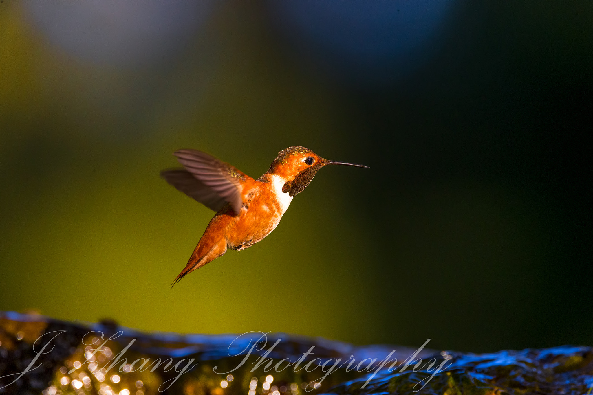 Sigma 150-600mm F5-6.3 DG OS HSM | C sample photo. Hummingbird photography