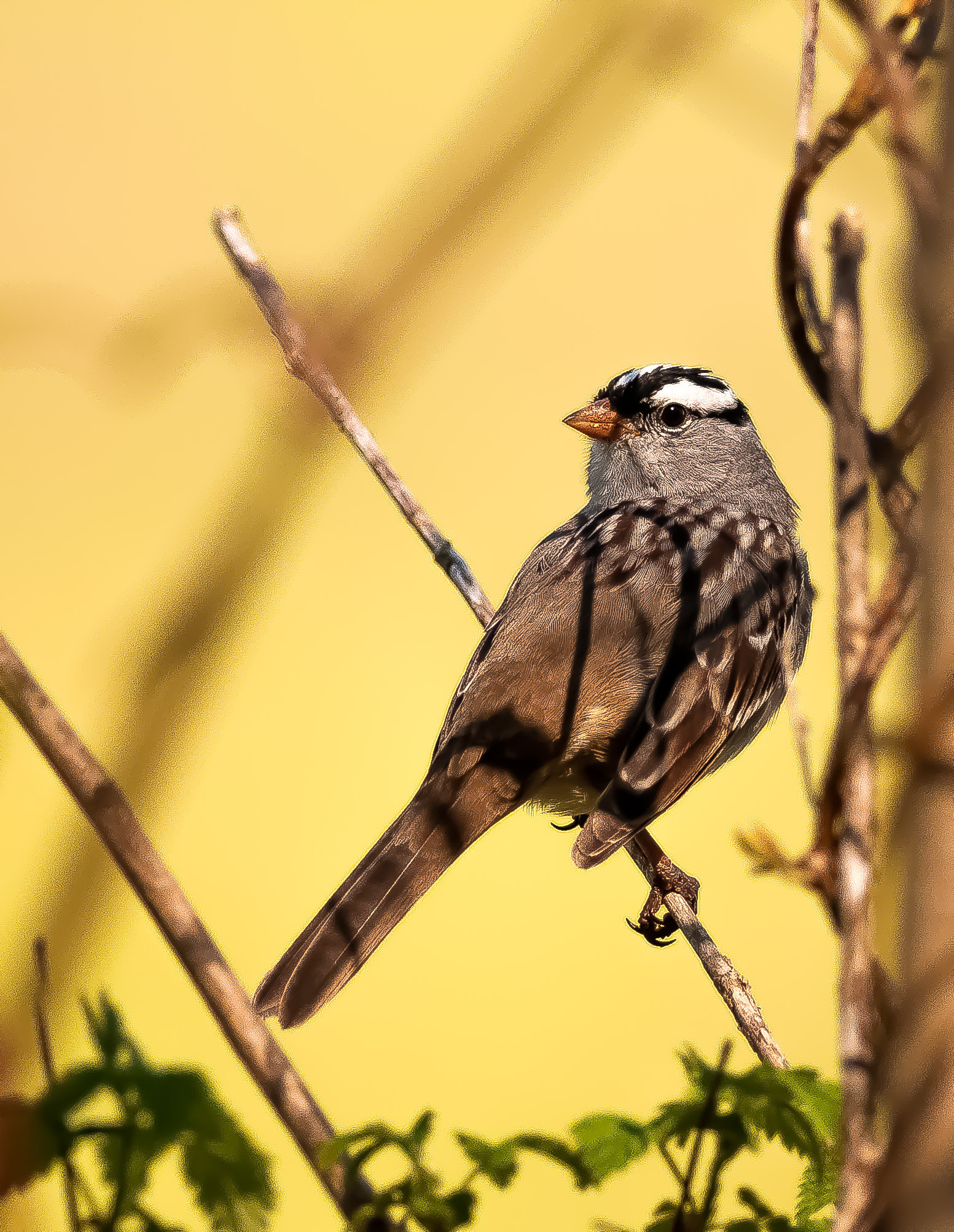 Nikon D300S + Nikon AF-S Nikkor 300mm F4D ED-IF sample photo. Sparrow photography