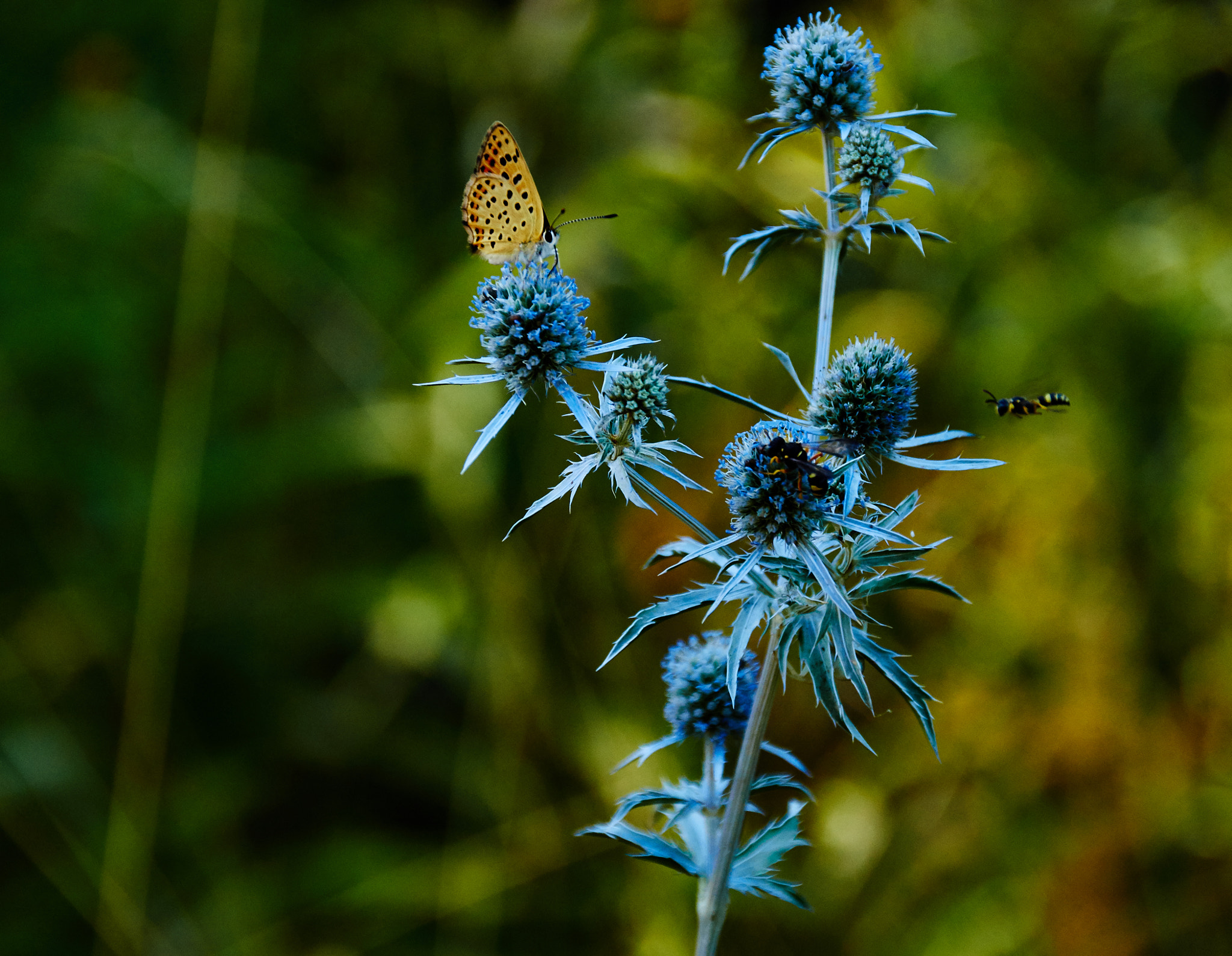 Sony SLT-A37 sample photo. Bugs on blue flower photography