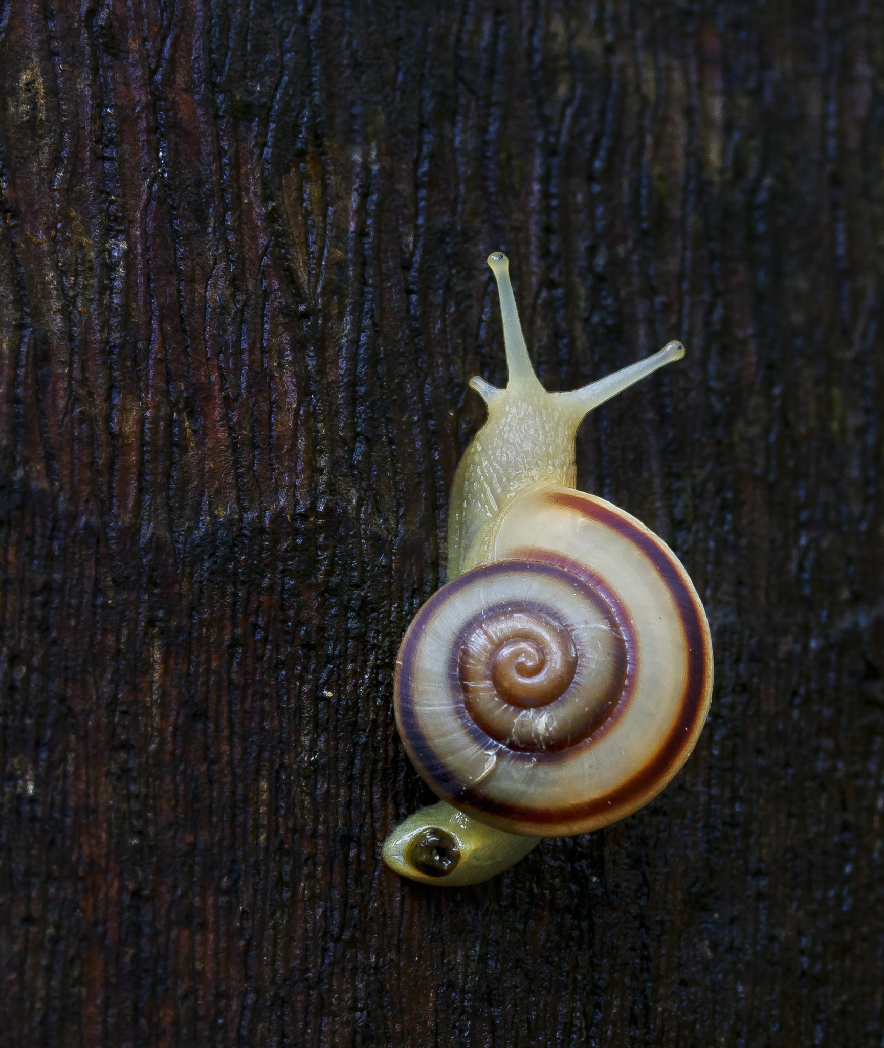 Canon EF-S 60mm F2.8 Macro USM sample photo. Journey photography