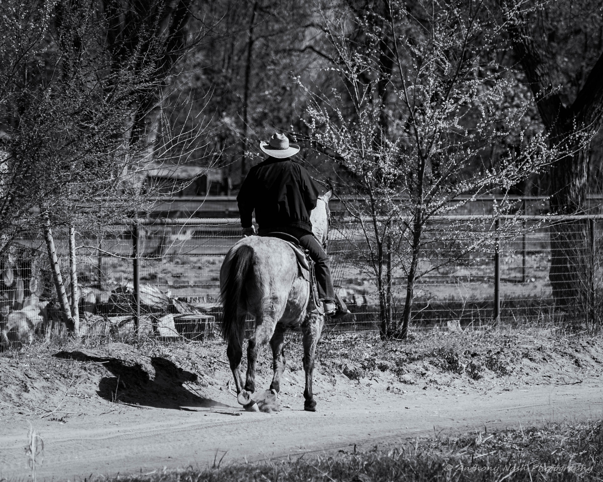 Nikon D3 sample photo. The cowboy rides away photography