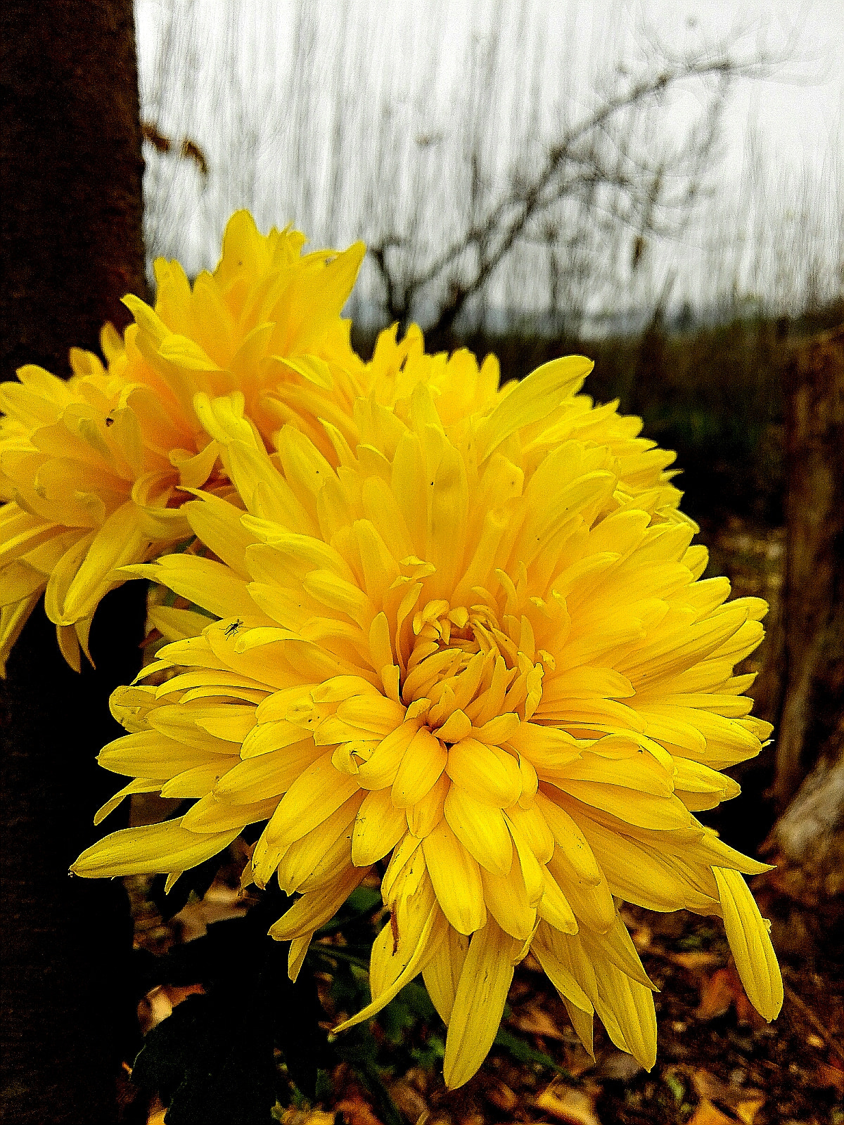 HUAWEI MediaPad X1 7.0 sample photo. Chrysanthemum photography