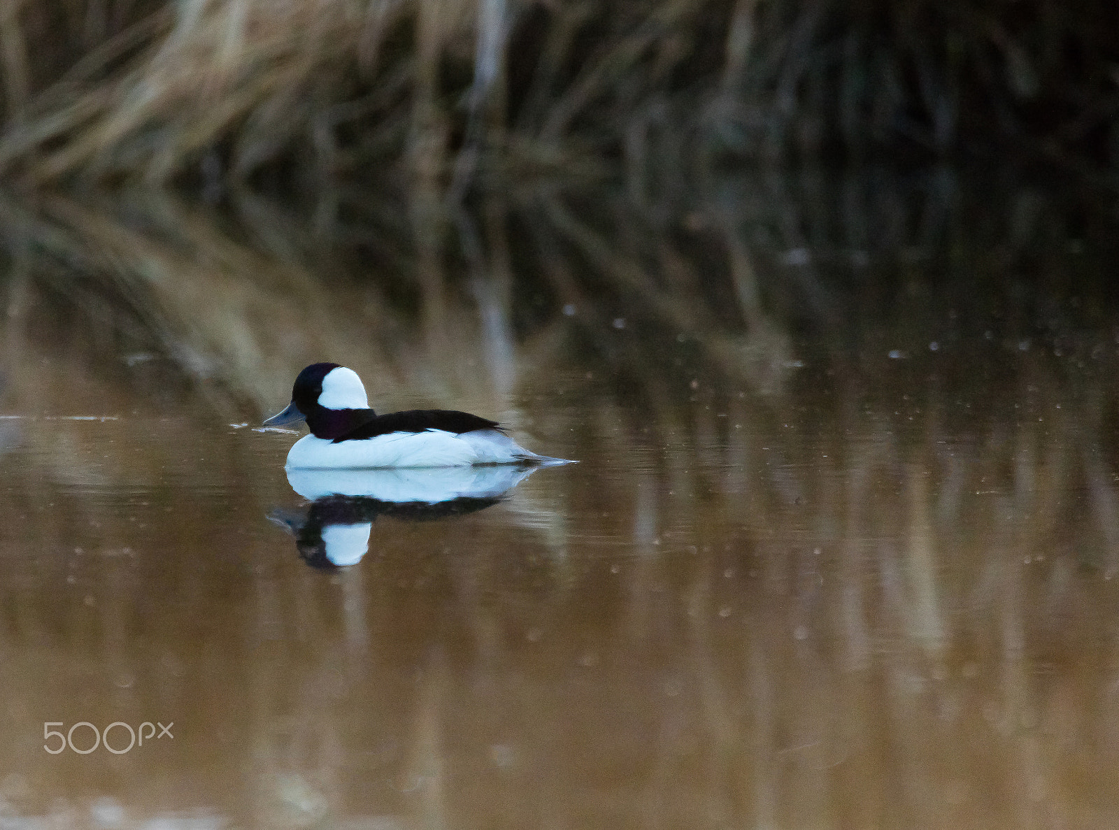 Sigma 150-600mm F5-6.3 DG OS HSM | C sample photo. Bufflehead duck photography