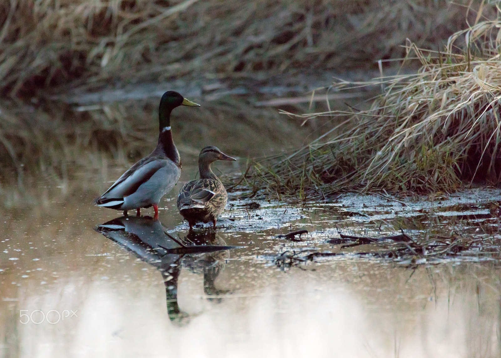 Sigma 150-600mm F5-6.3 DG OS HSM | C sample photo. Mr. and mrs. mallard photography