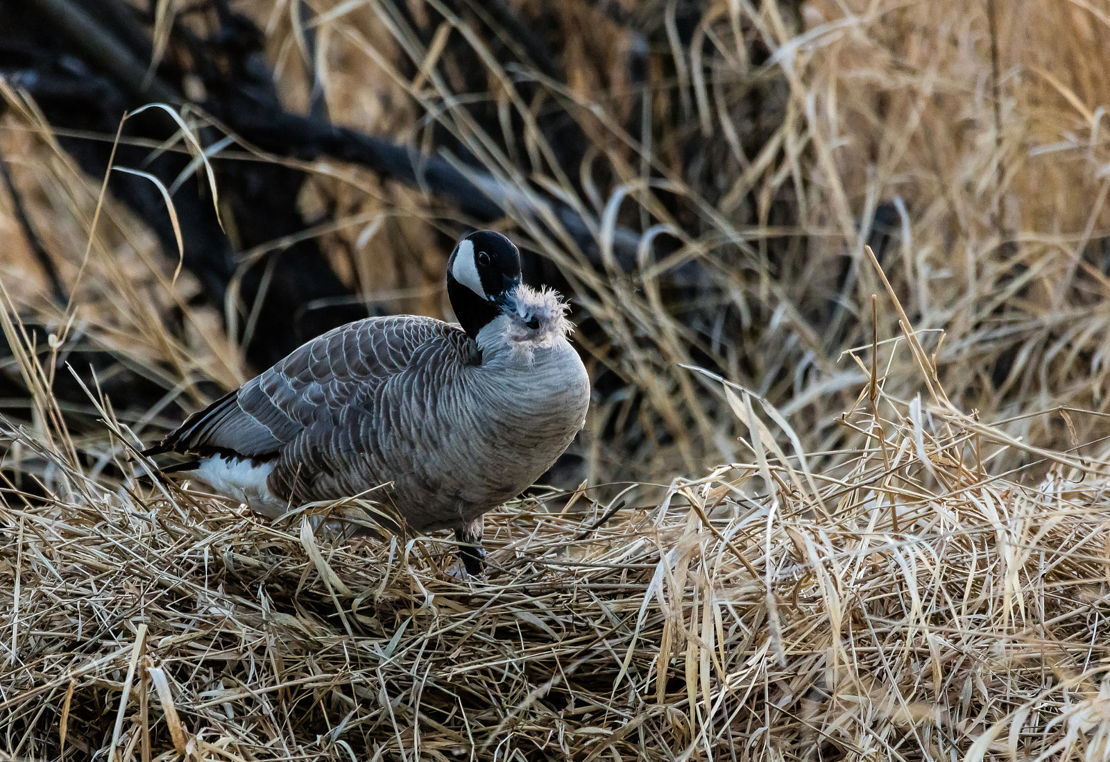 Sigma 150-600mm F5-6.3 DG OS HSM | C sample photo. Mother goose photography