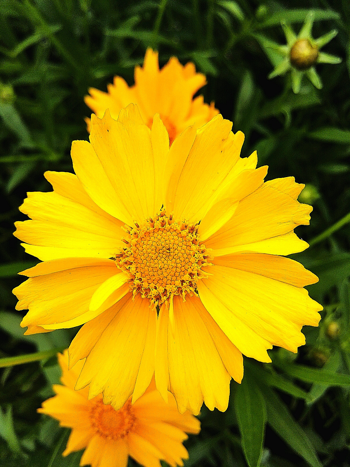 HUAWEI MediaPad X1 7.0 sample photo. Sunflower photography