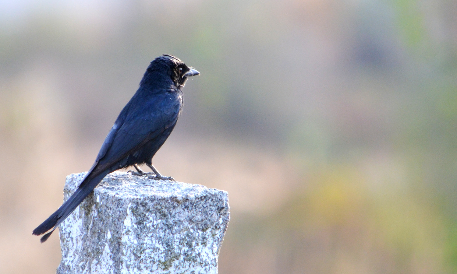 Nikon D5100 + AF Zoom-Nikkor 35-80mm f/4-5.6D sample photo. Black drongo photography