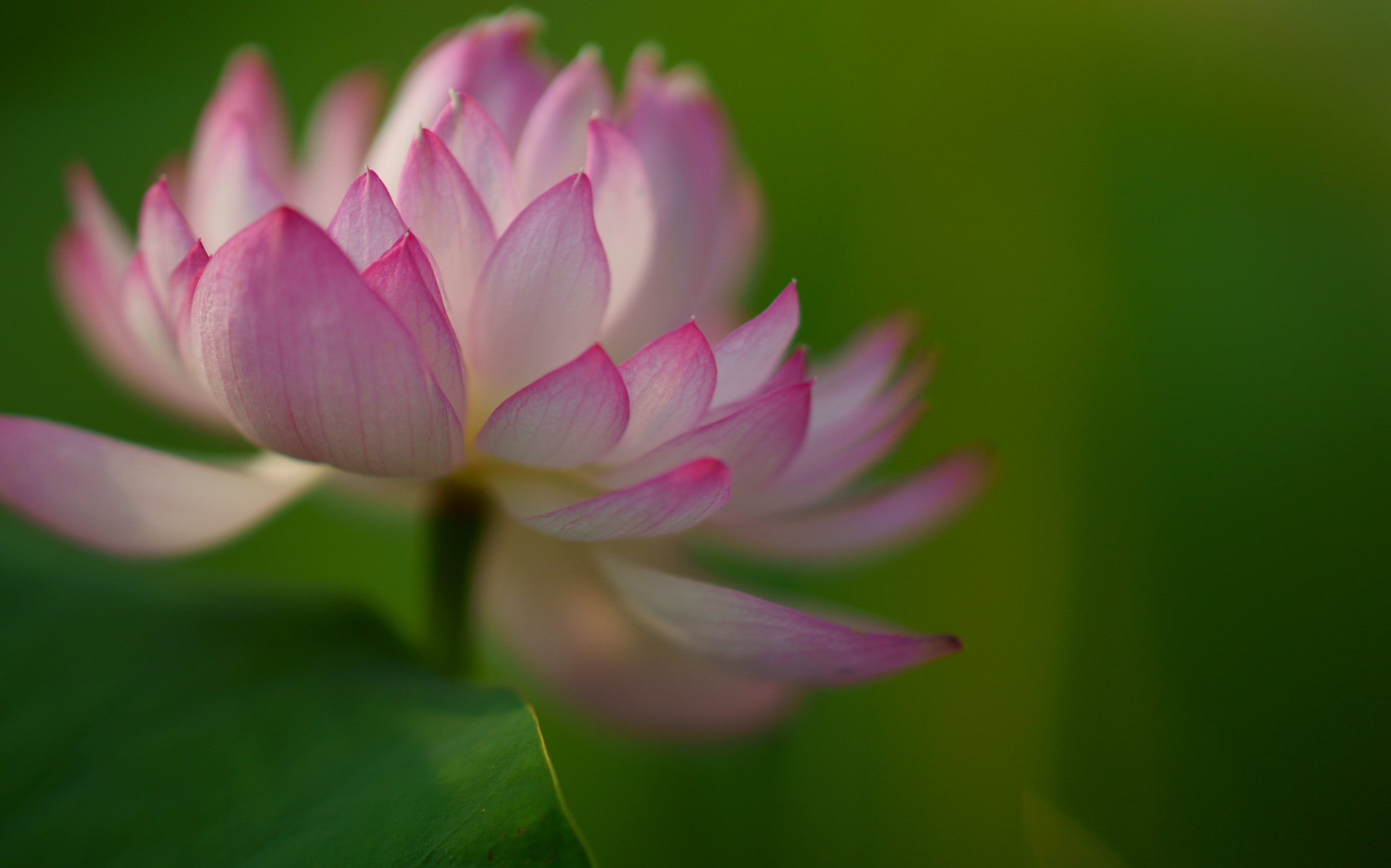 Sony Sonnar T* 135mm F1.8 ZA sample photo. 莲 photography