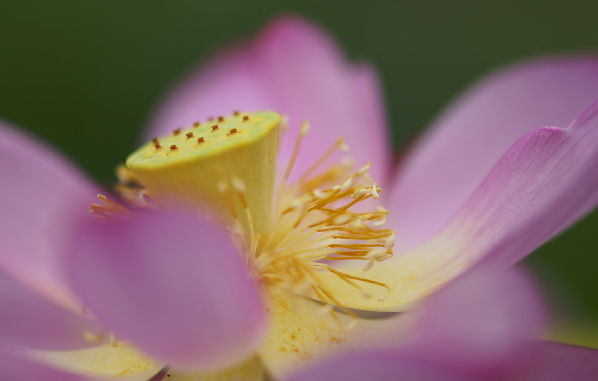 Sony Sonnar T* 135mm F1.8 ZA sample photo. 莲 photography