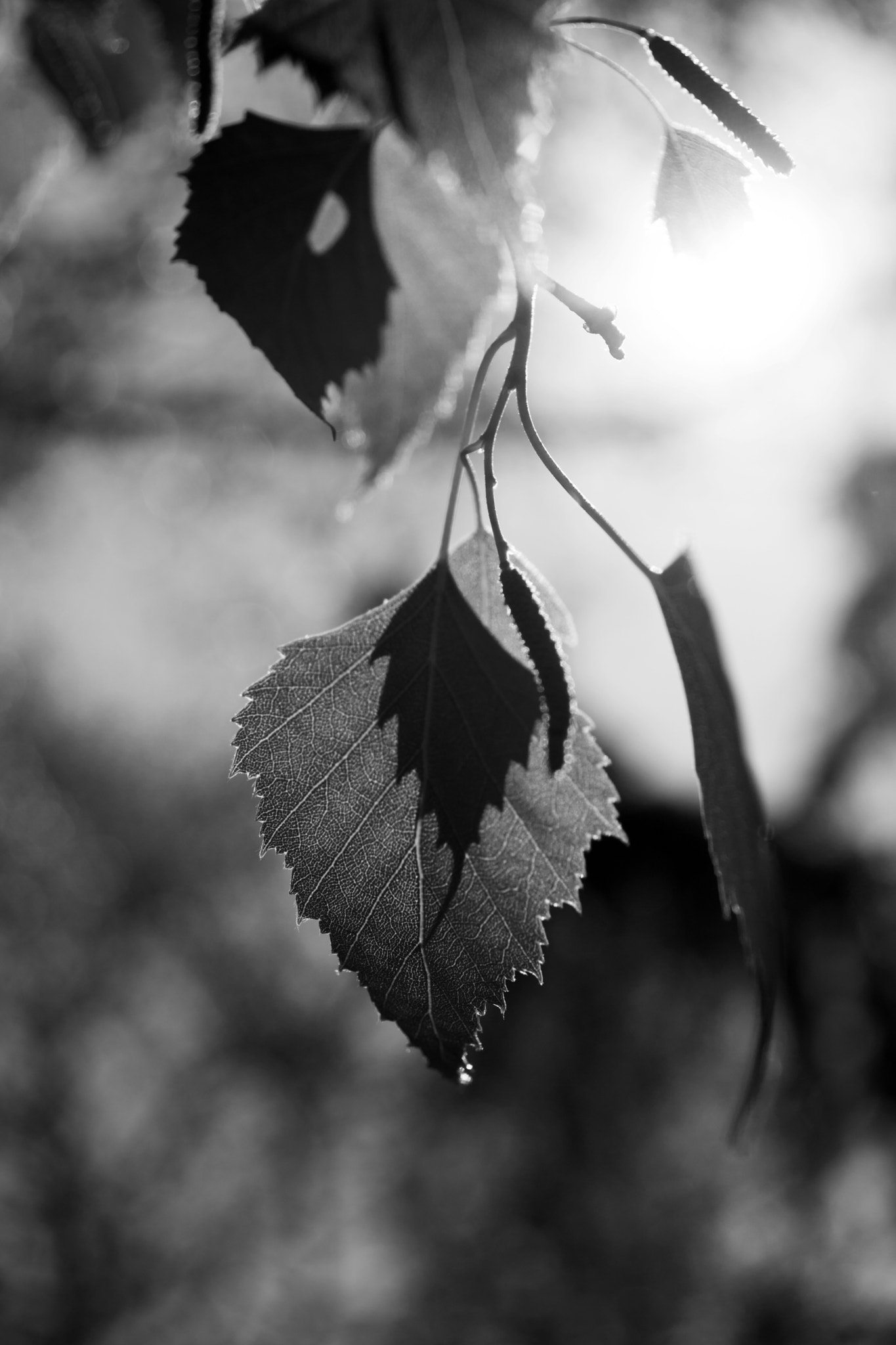 Sony DT 30mm F2.8 Macro SAM sample photo. Glaring photography