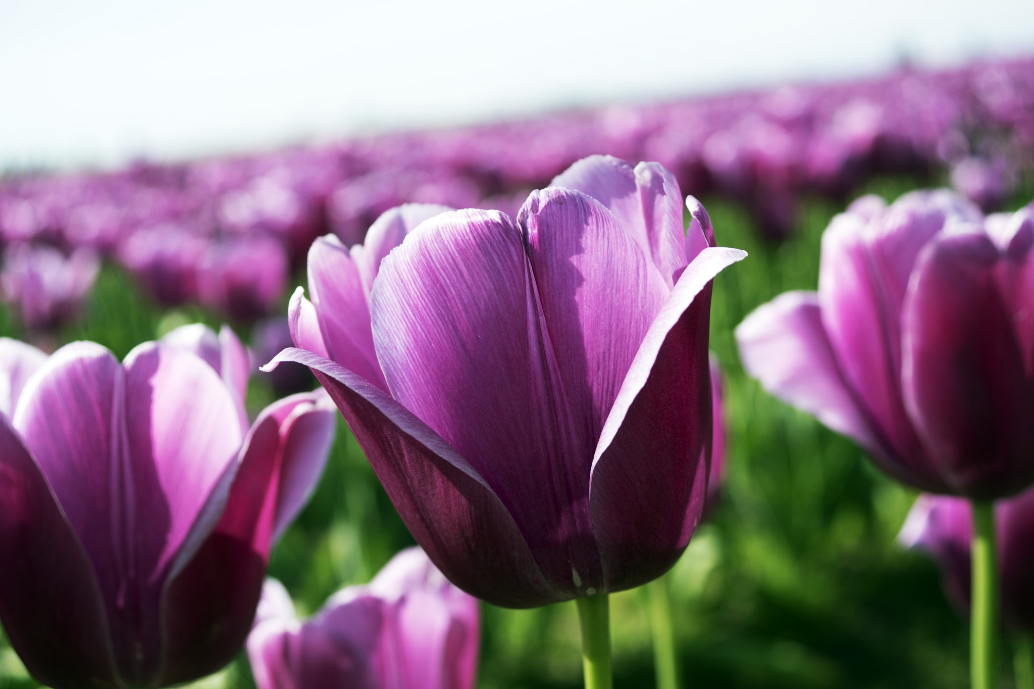 Sony DT 30mm F2.8 Macro SAM sample photo. Primavera photography