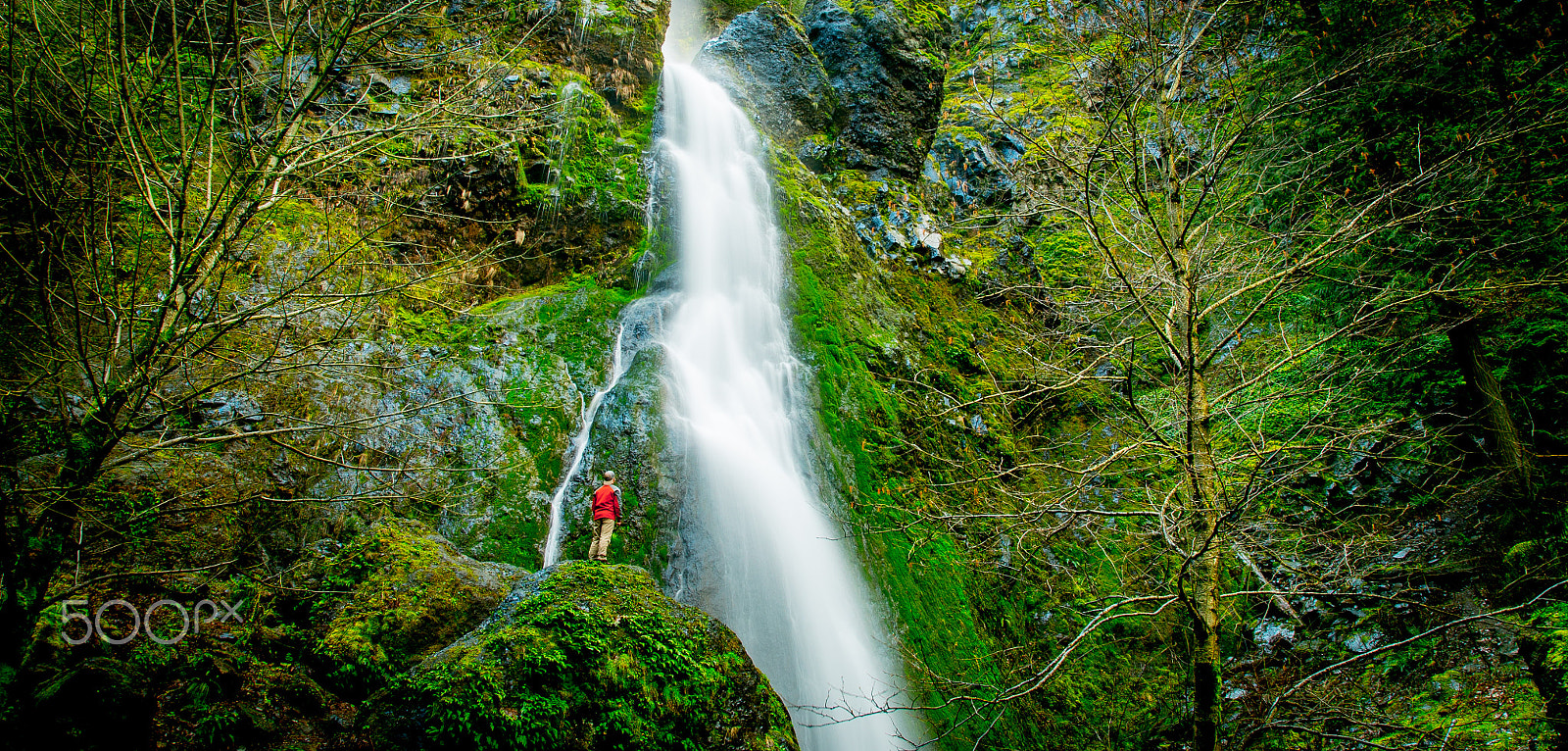 24-105mm F4 G SSM OSS sample photo. Lush paradise photography