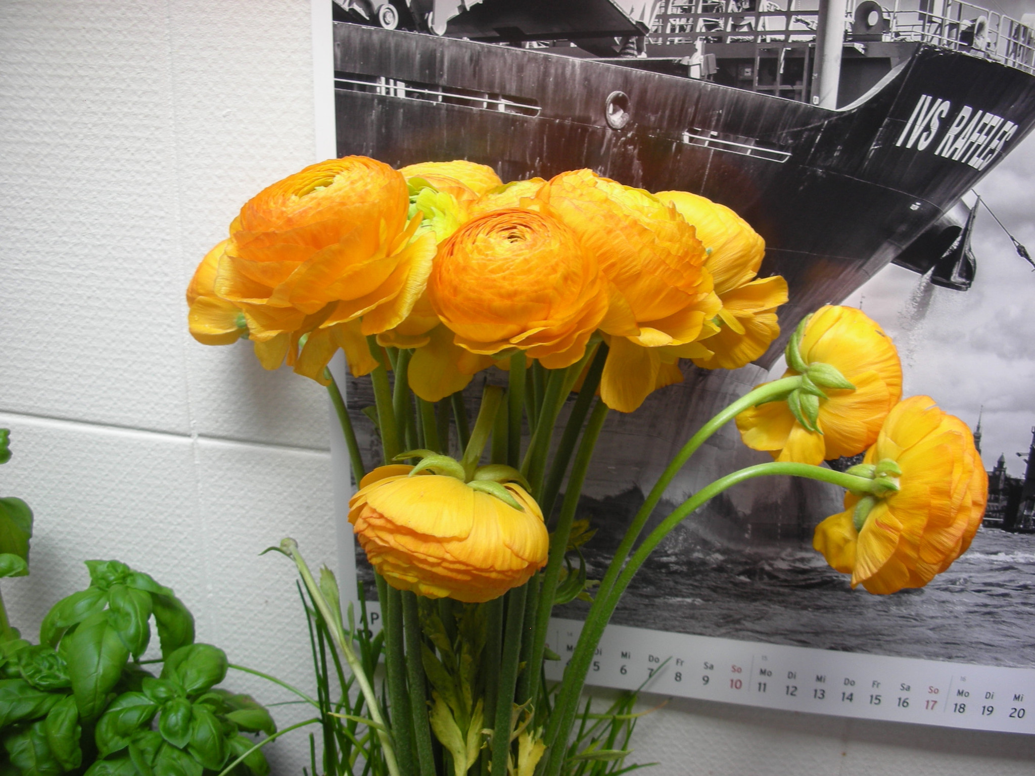 Nikon COOLPIX S6 sample photo. Bunch of ranunkels im hamburger hafen photography