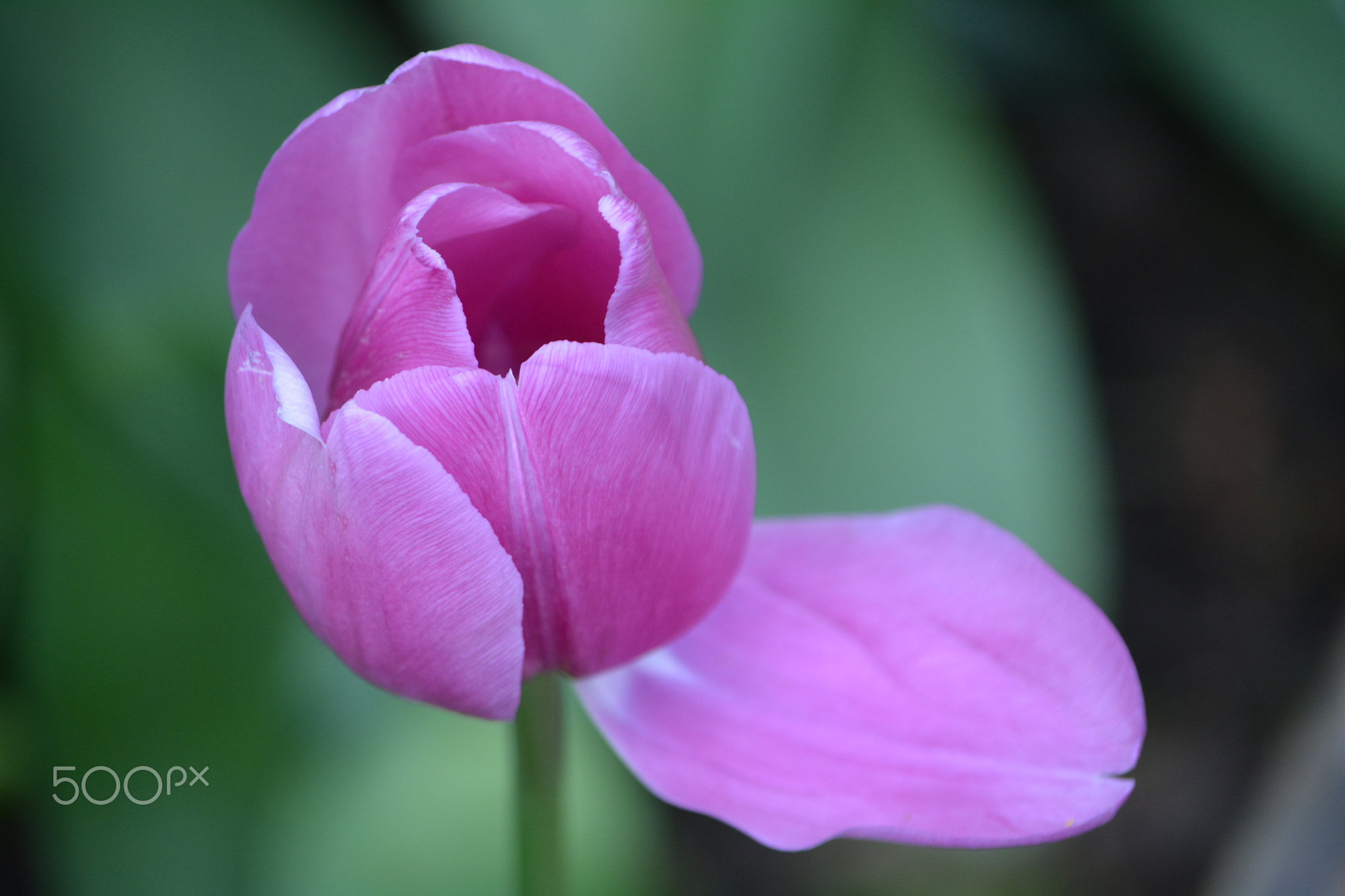 Skagit Valley Tulip Festival