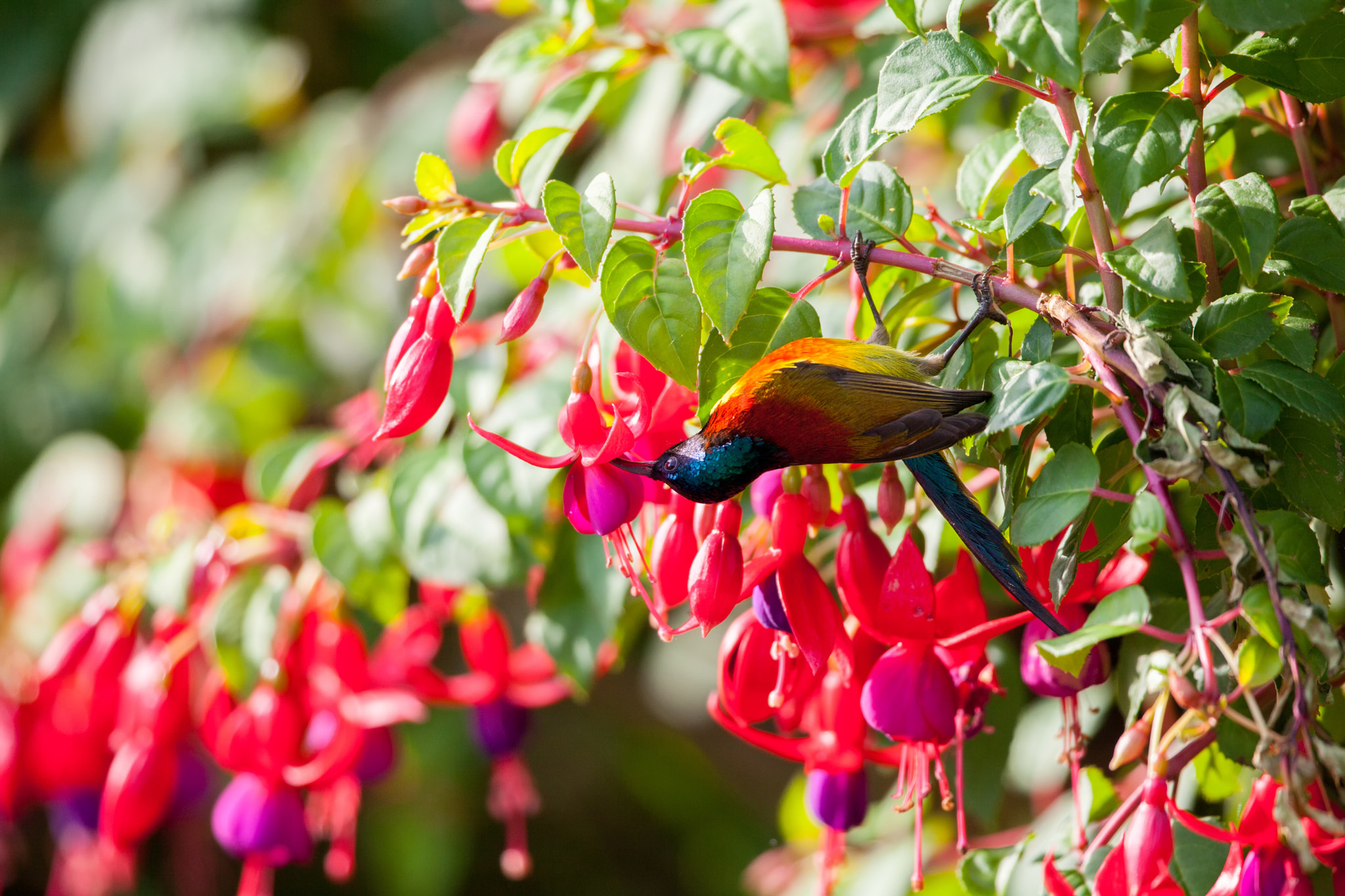 Canon EOS 5D Mark II + Canon EF 300mm F2.8L IS II USM sample photo. Green-tailed sunbird in doi inthanon national park photography