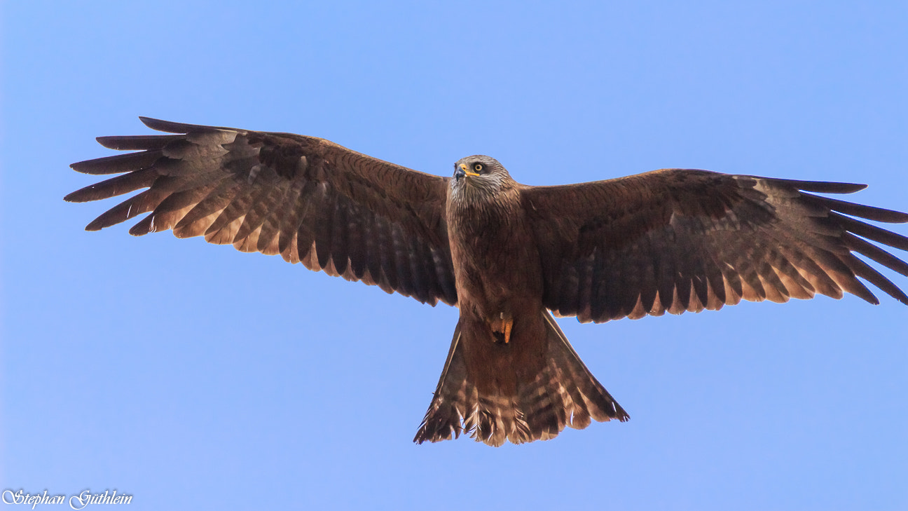 Sigma 150-600mm F5-6.3 DG OS HSM | C sample photo. Hey. look up to me. photography