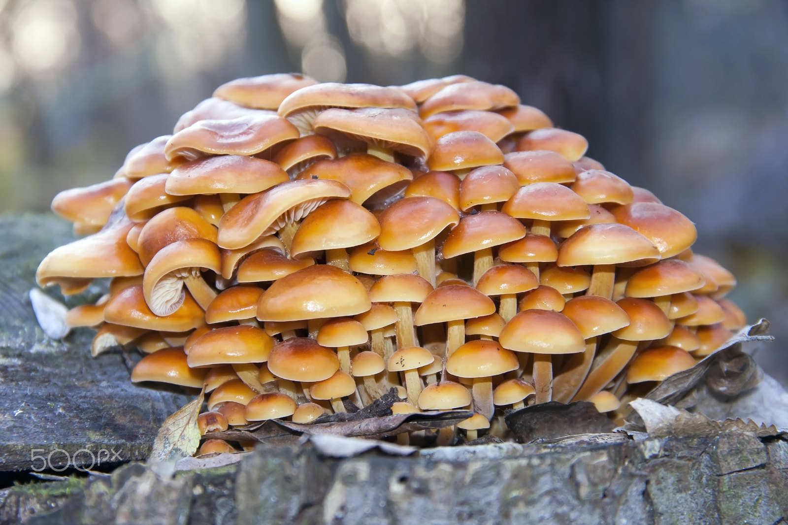 Canon EOS 40D sample photo. Wild enokitake photography