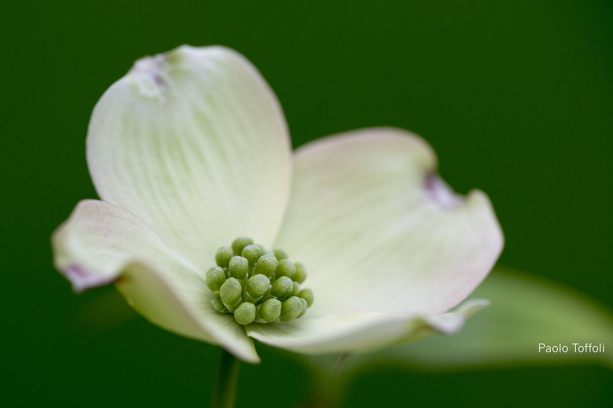 Nikon D800E sample photo. Cornus florida photography