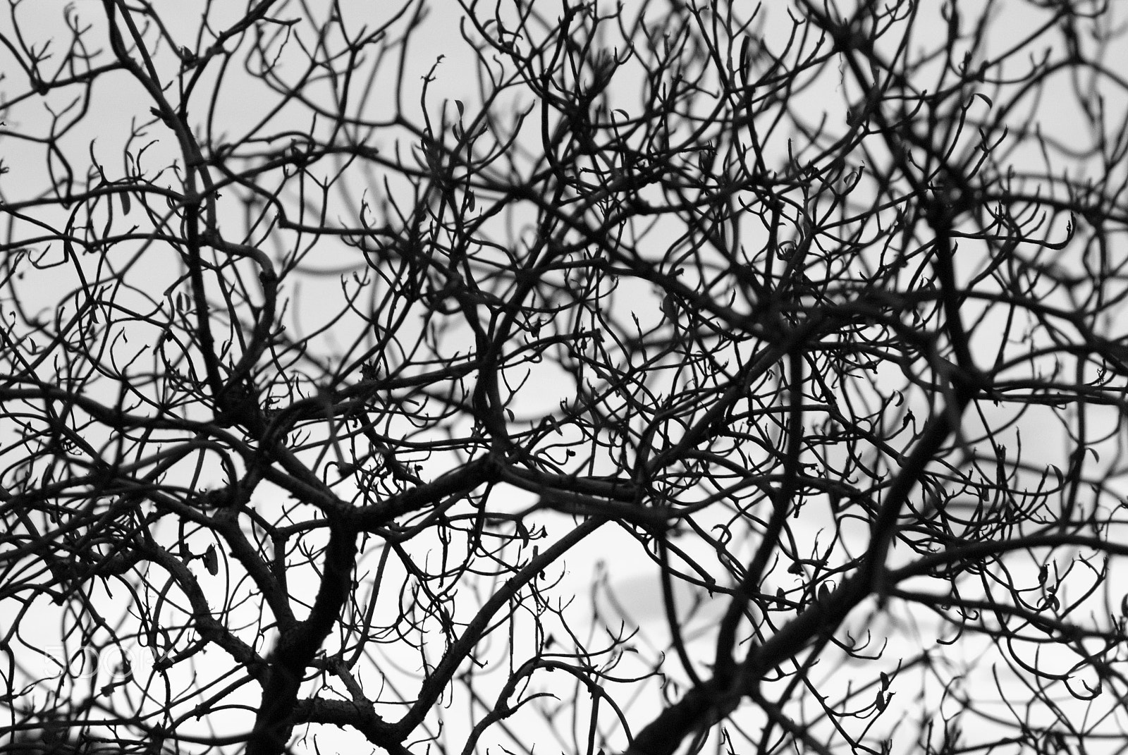 Nikon D60 + Nikon AF Nikkor 85mm F1.8D sample photo. Branch of dead tree photography