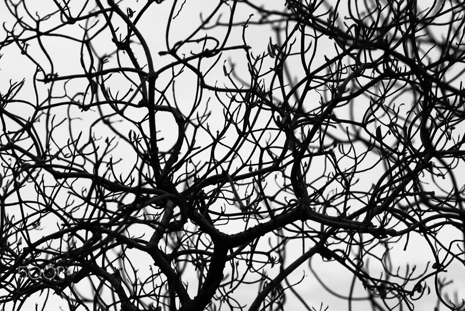 Nikon AF Nikkor 85mm F1.8D sample photo. Branch of dead tree photography