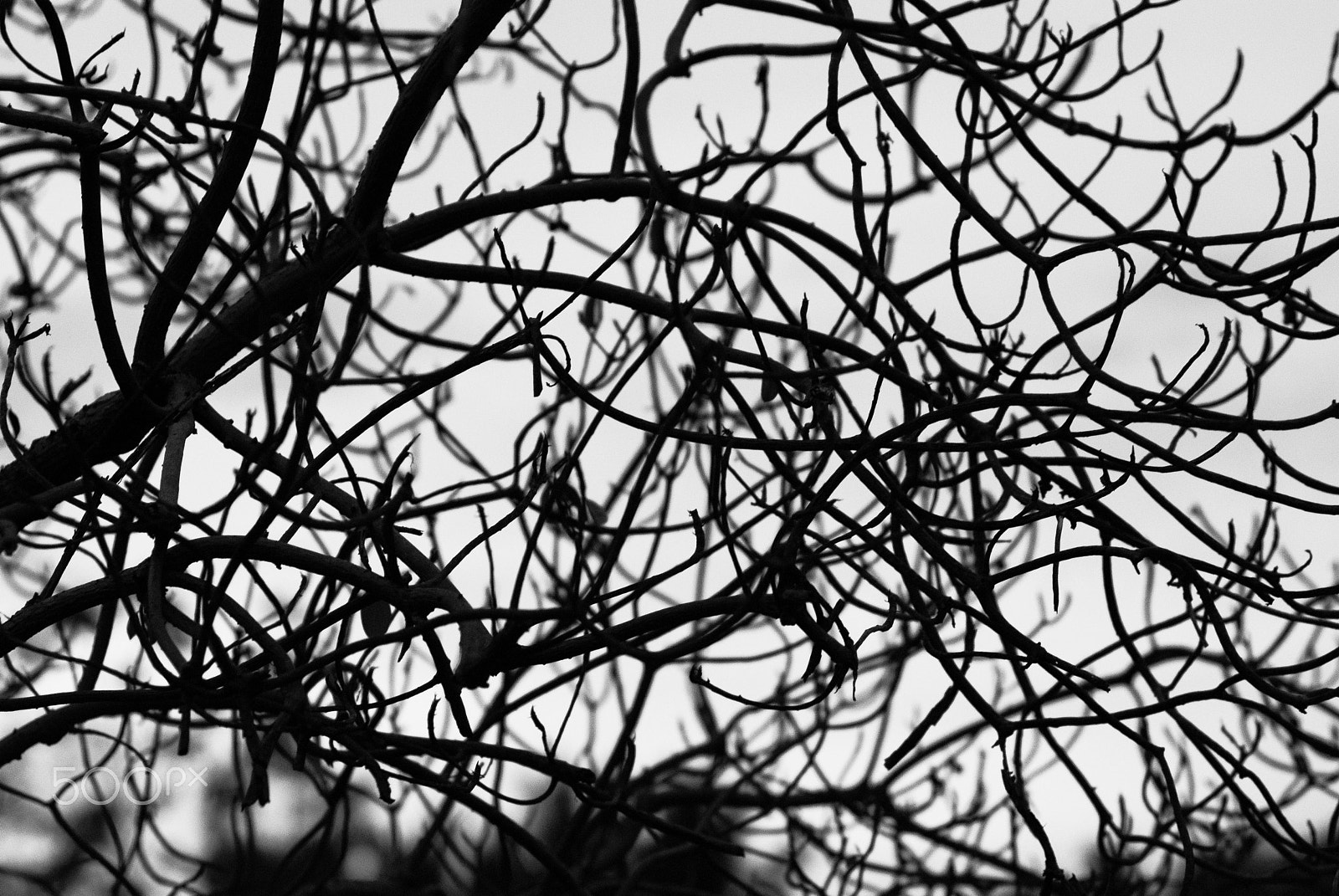 Nikon D60 + Nikon AF Nikkor 85mm F1.8D sample photo. Branch of dead tree photography