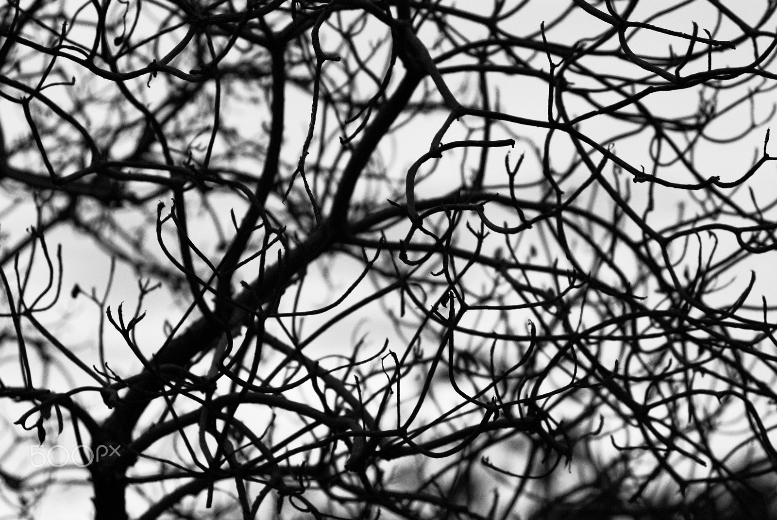Nikon D60 + Nikon AF Nikkor 85mm F1.8D sample photo. Branch of dead tree photography