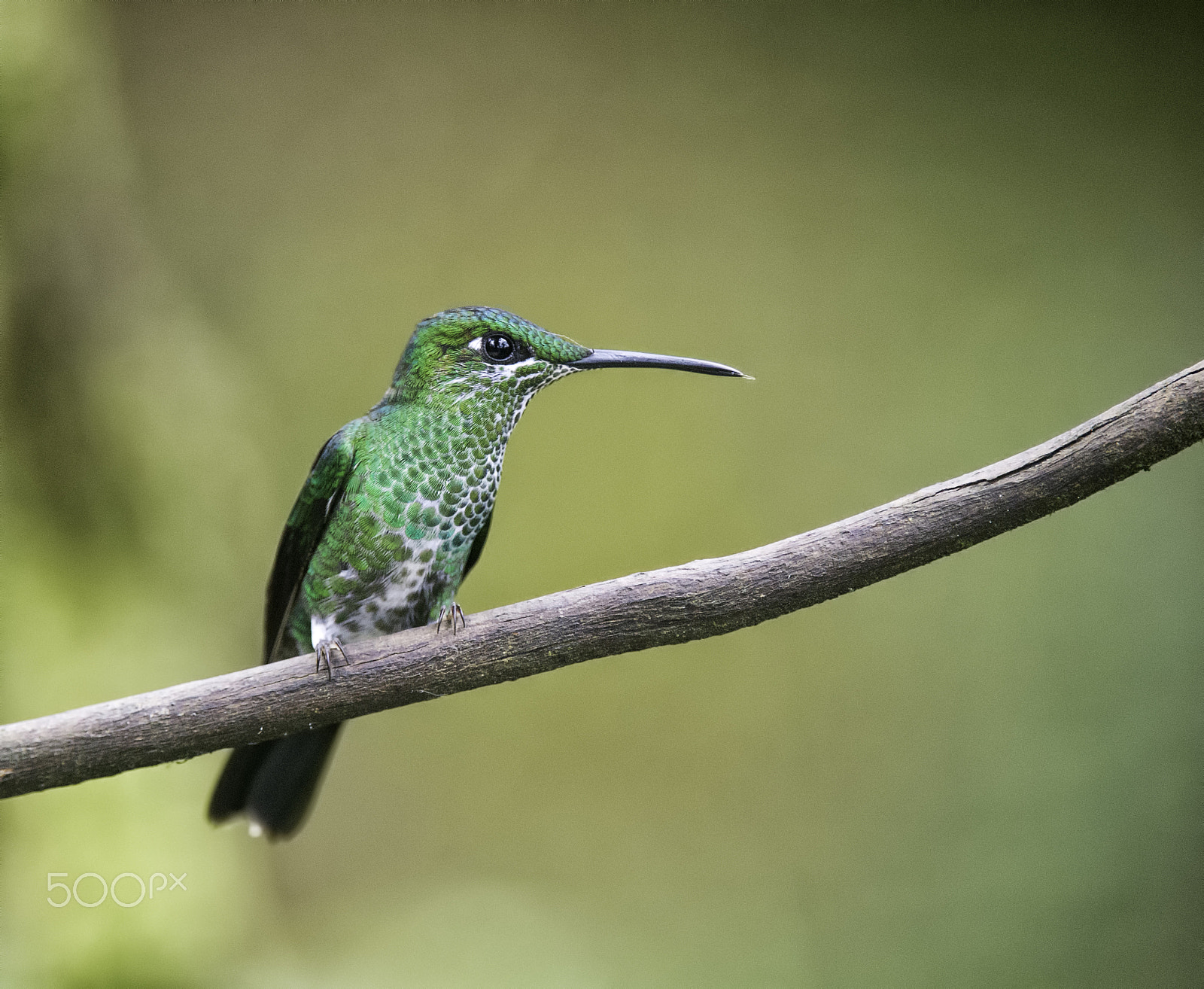 Nikon D4 sample photo. Amazing scales- heliodaxa jacula hembra photography