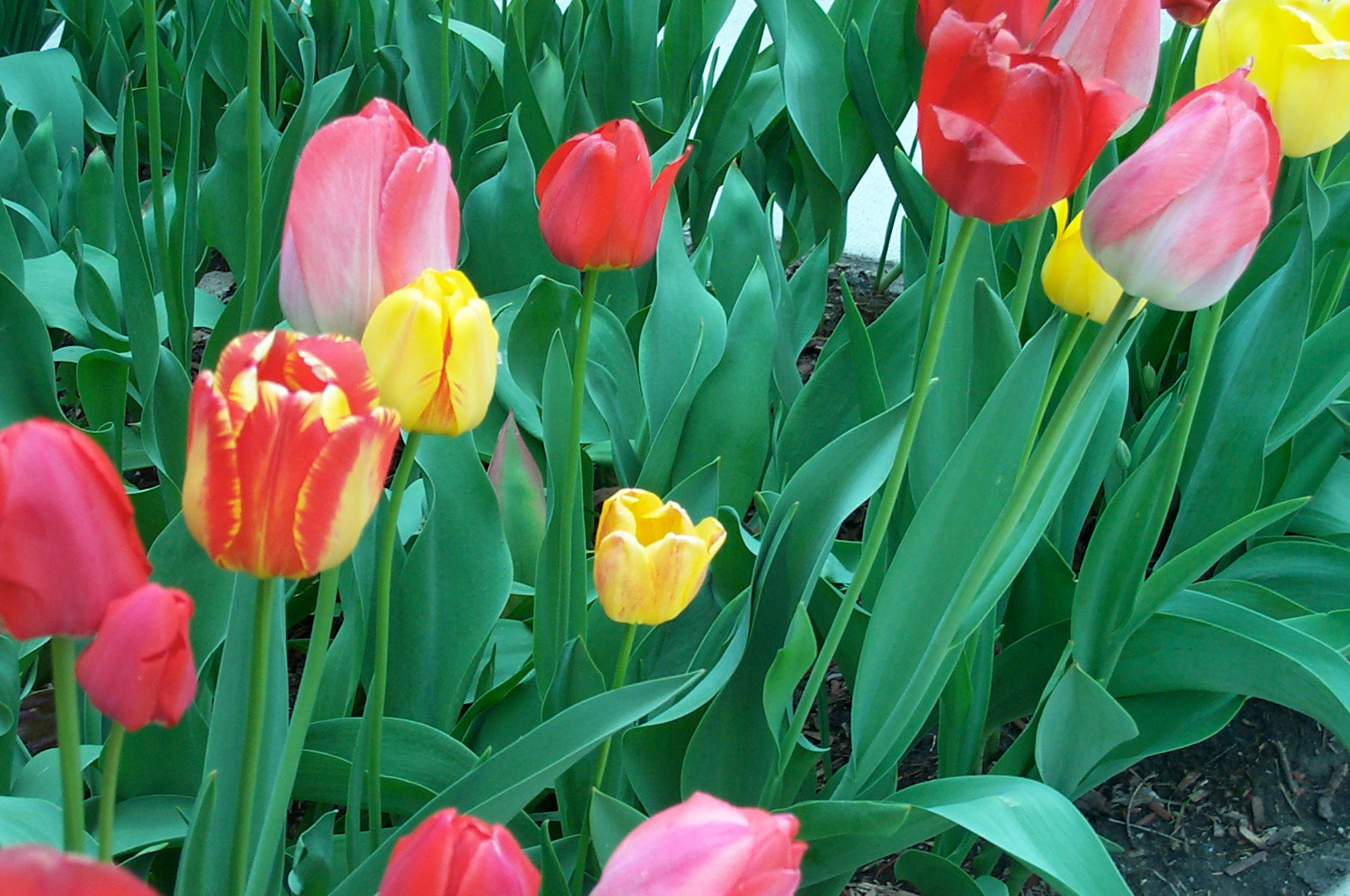 Kodak DC280 ZOOM DIGITAL CAMERA sample photo. Spring flowers - 3 photography