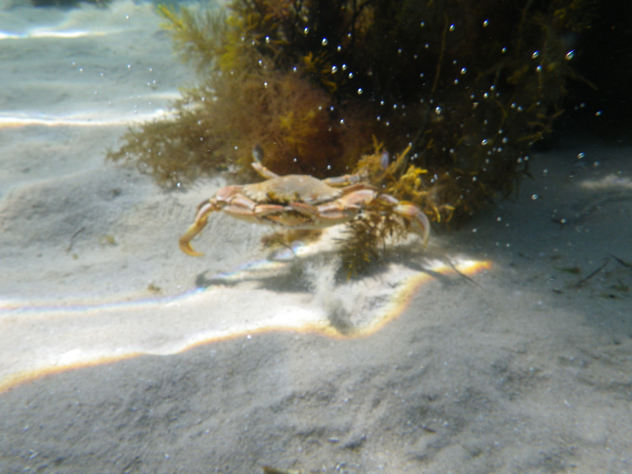 Pentax Optio WG-1 sample photo. Underwater photography