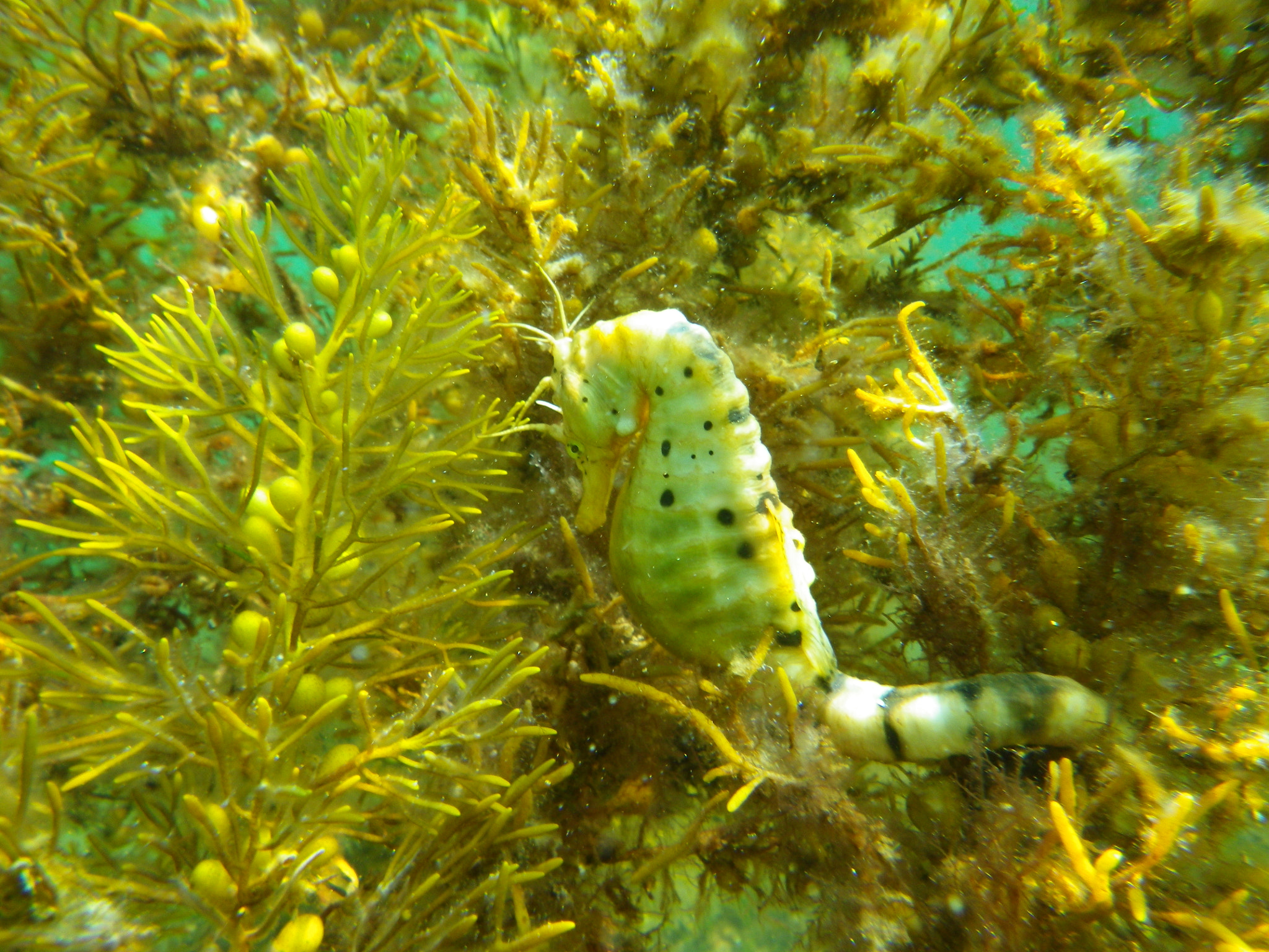 Pentax Optio WG-1 sample photo. Underwater photography