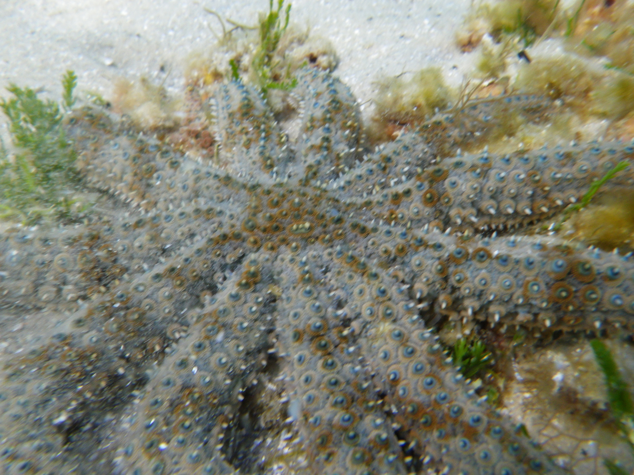 Pentax Optio WG-1 sample photo. Underwater photography