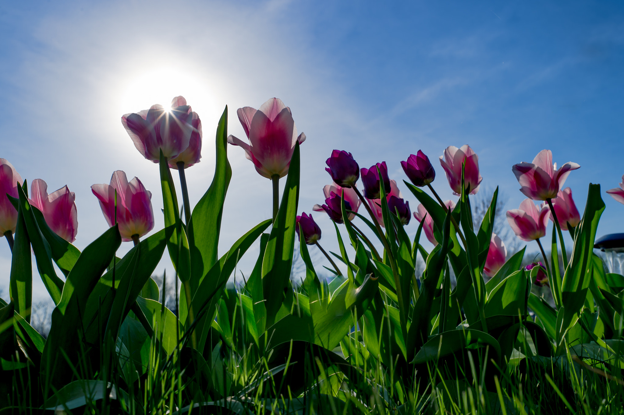 Nikon Df sample photo. Tulips photography