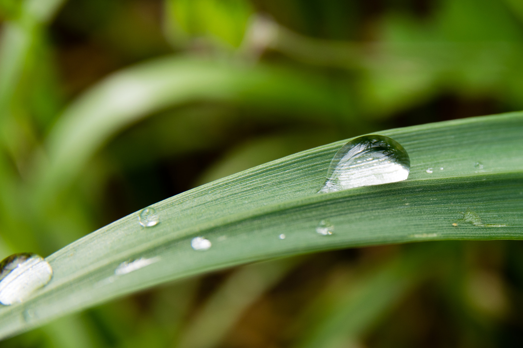 Nikon D3300 + Sigma 17-70mm F2.8-4 DC Macro OS HSM | C sample photo. Droplet photography