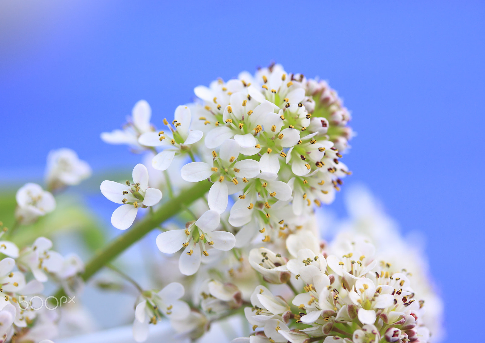 Canon EF-S 60mm F2.8 Macro USM sample photo. Sugar top photography