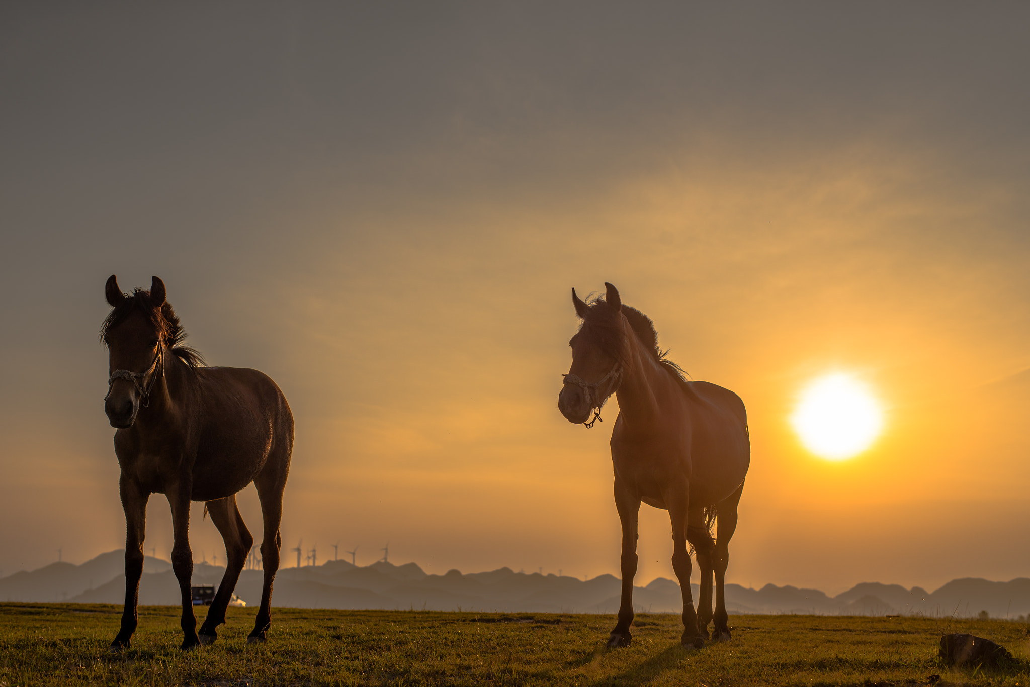 Nikon D800E + ZEISS Planar T* 50mm F1.4 sample photo. Horse sunset photography