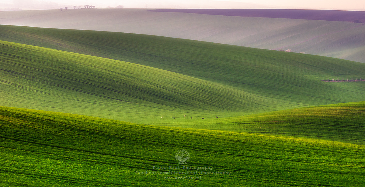 Sigma 50-500mm F4.5-6.3 DG OS HSM sample photo. On the green fields photography