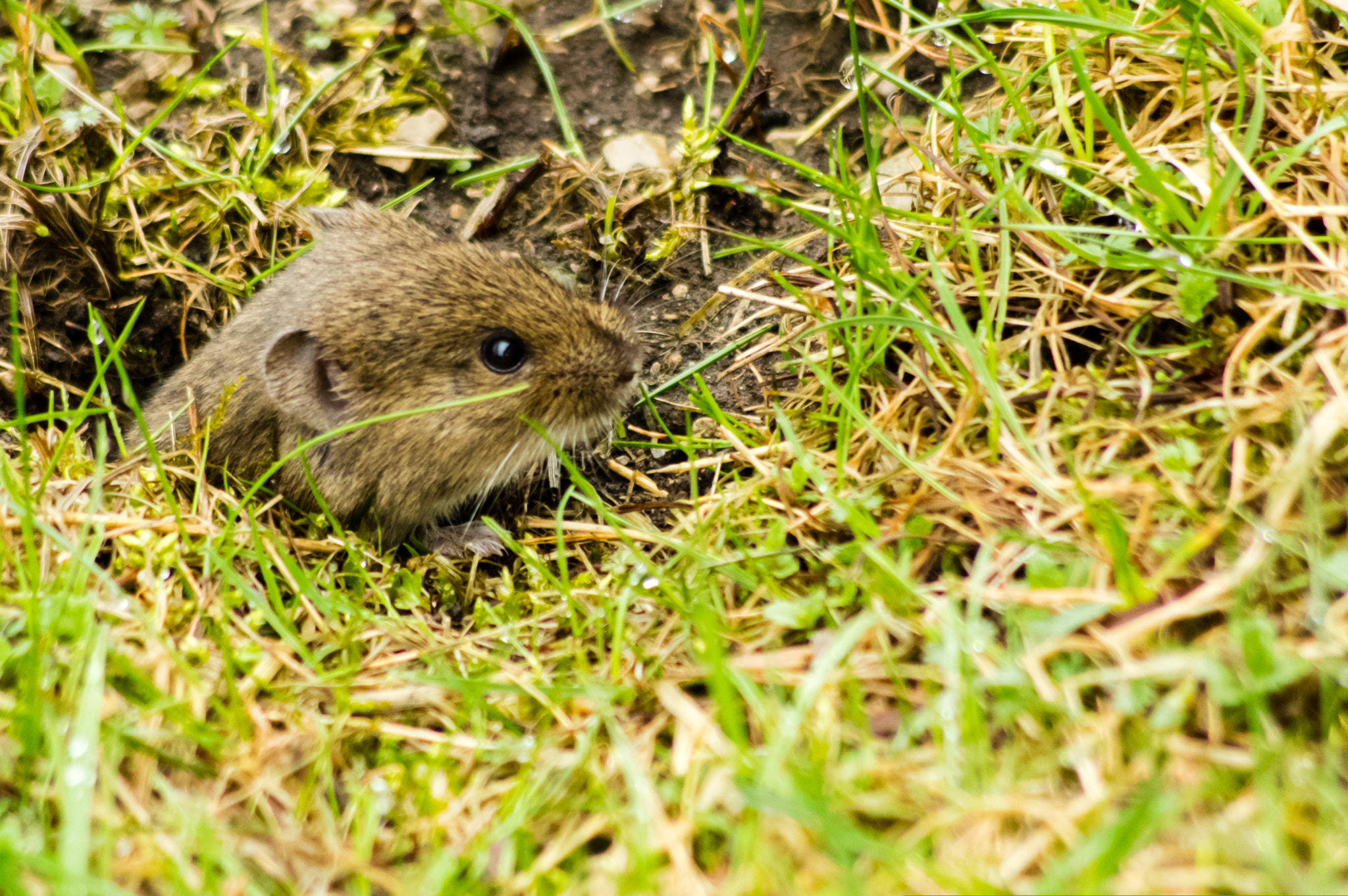 smc PENTAX-DA L 55-300mm F4-5.8 ED sample photo. Wild hamster photography