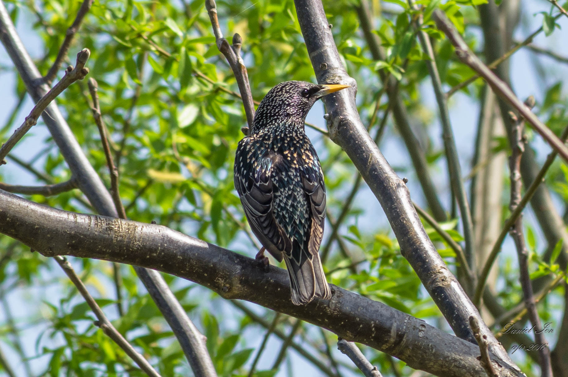 smc PENTAX-FA 70-200mm F4-5.6 sample photo. Sturnus vulgaris photography