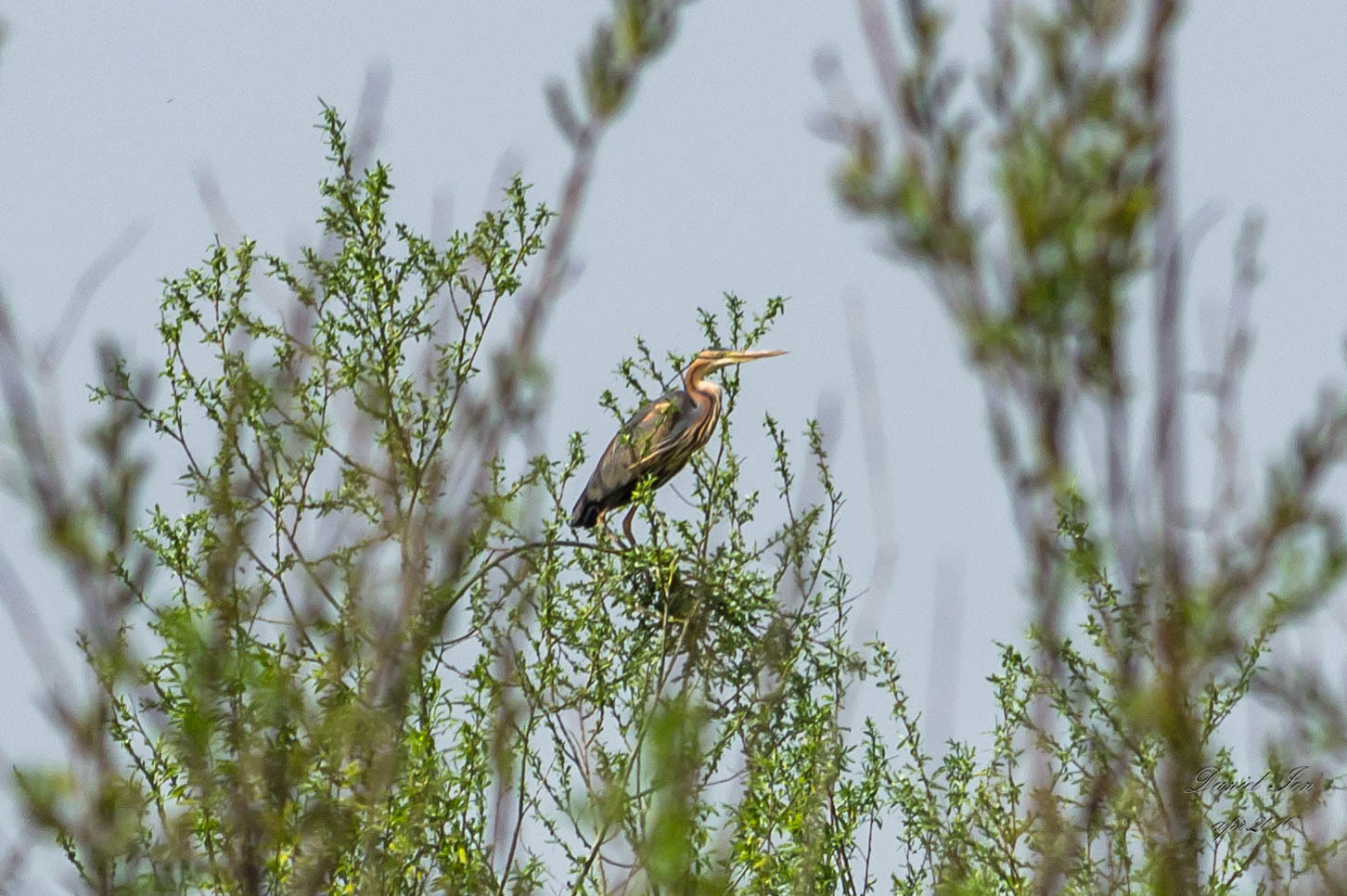 smc PENTAX-FA 70-200mm F4-5.6 sample photo. Ardea purpurea photography